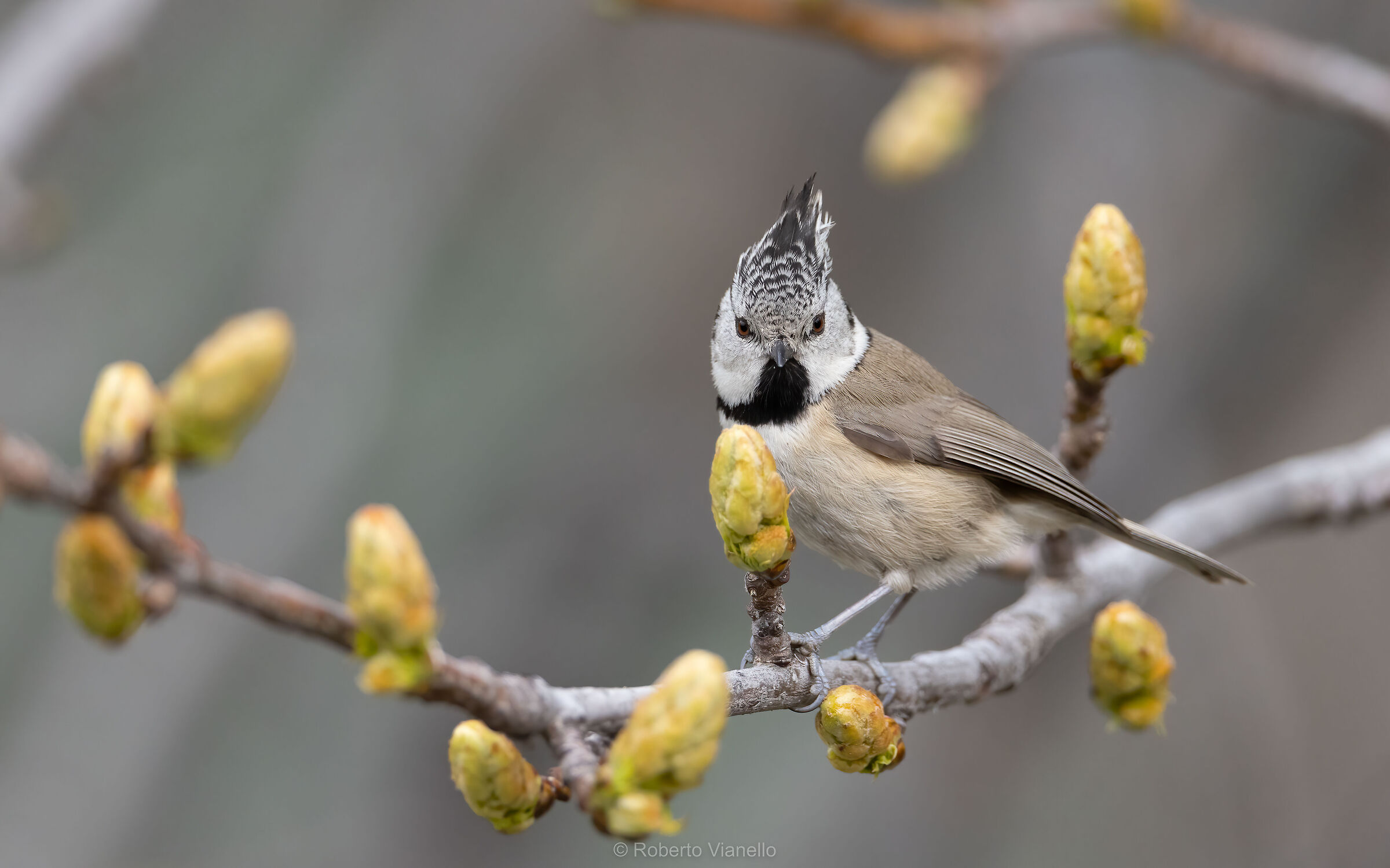 Cincia dal ciuffo (Lophophanes cristatus)