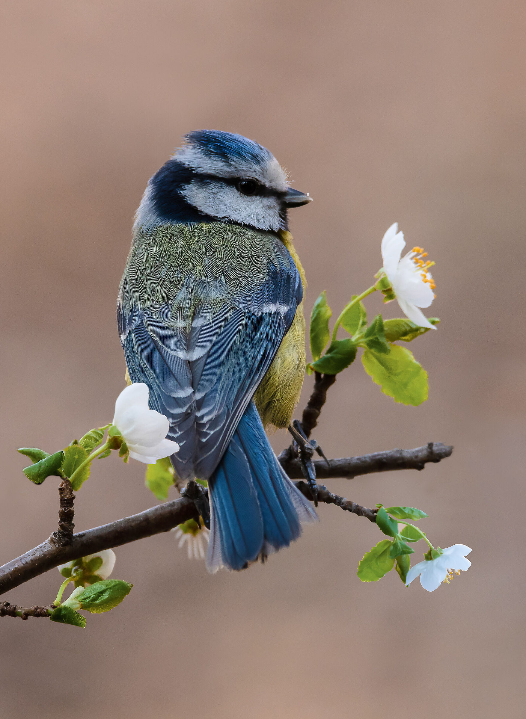 20 marzo equinozio di primavera
