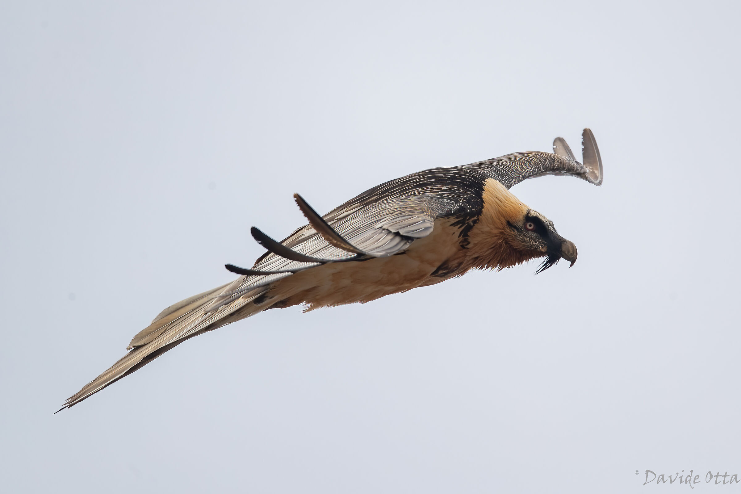 Female bearded vulture