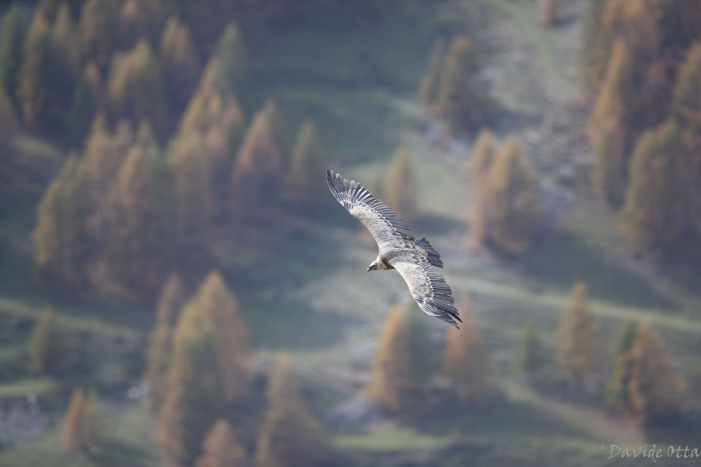 Griffin