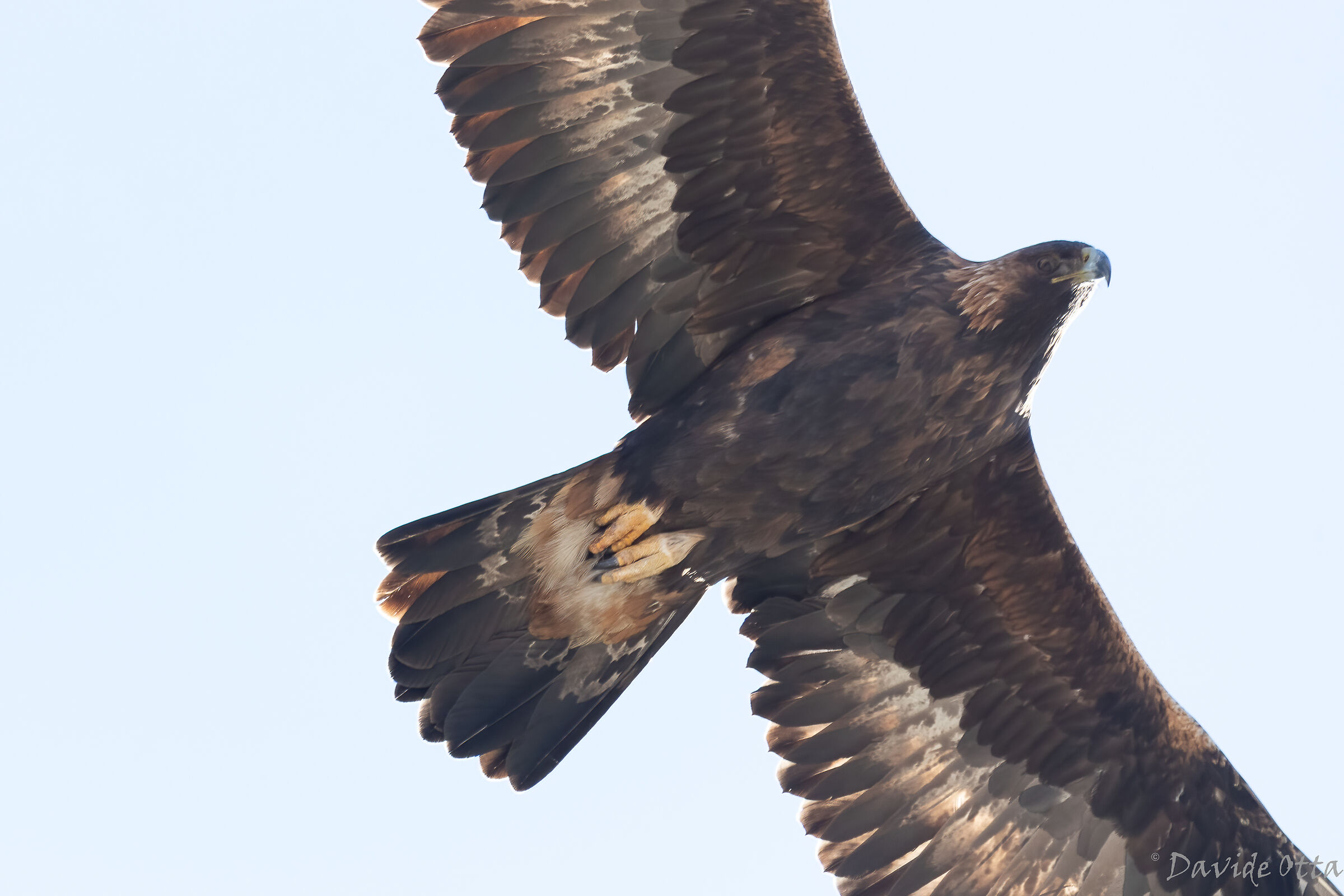 Passing eagle