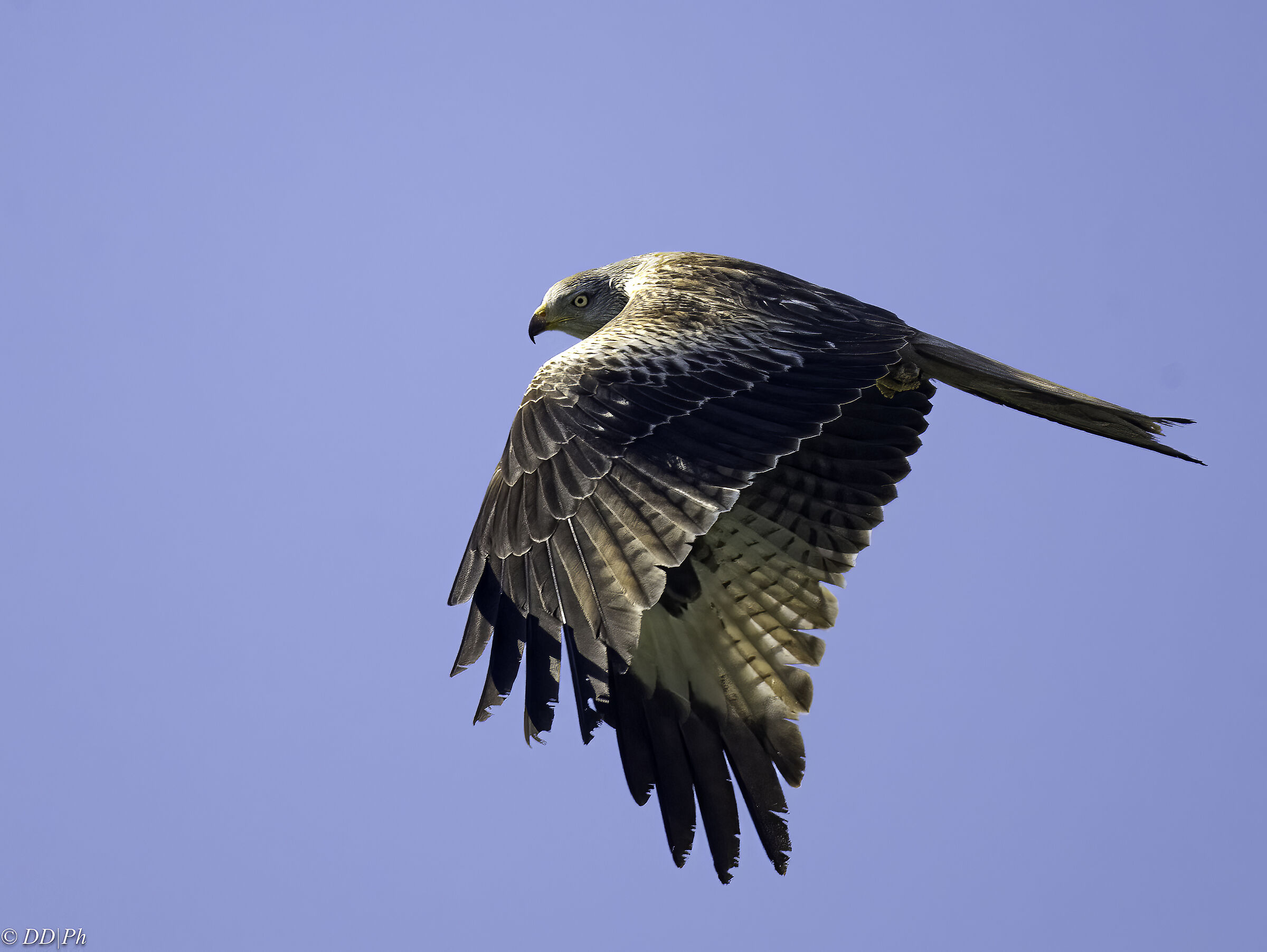 Red kite