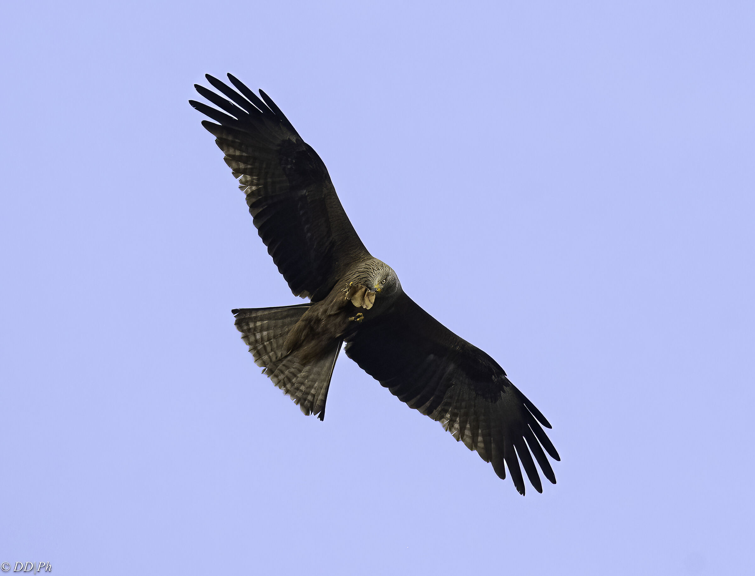 Black kite
