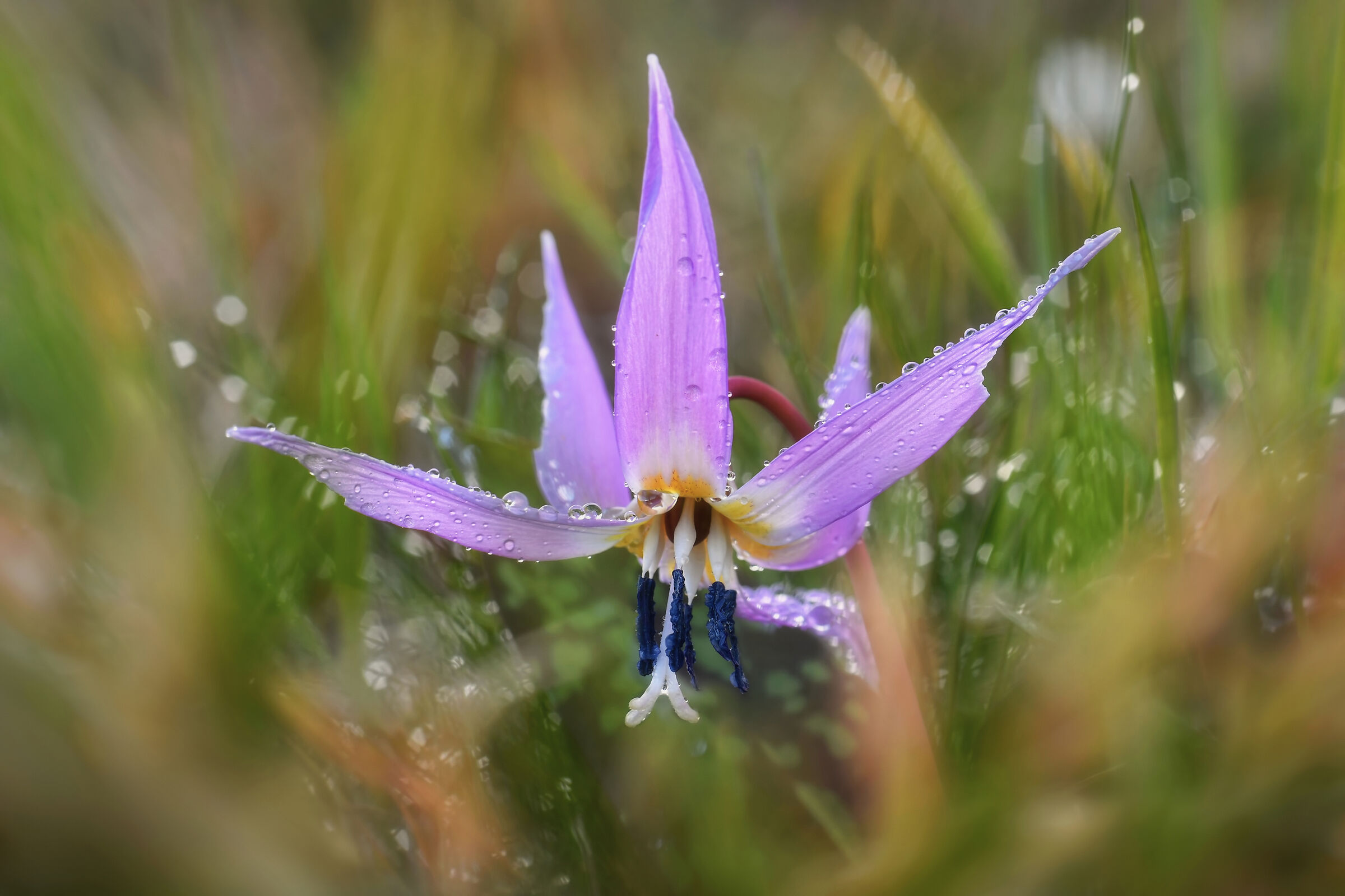 Dietro un cespuglio d'erba