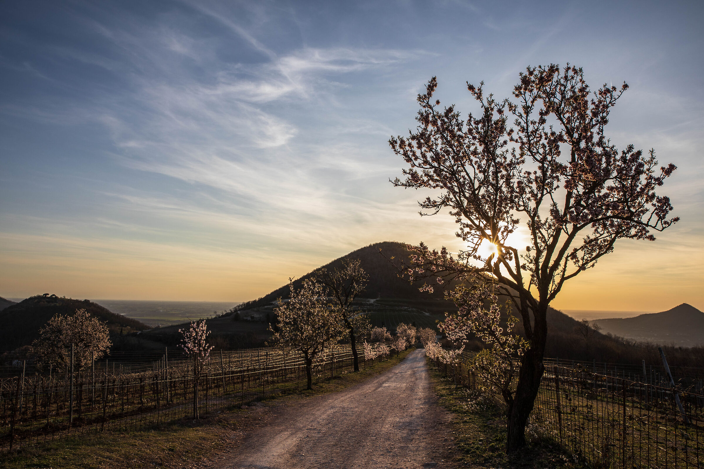 Sunset on the almond trees