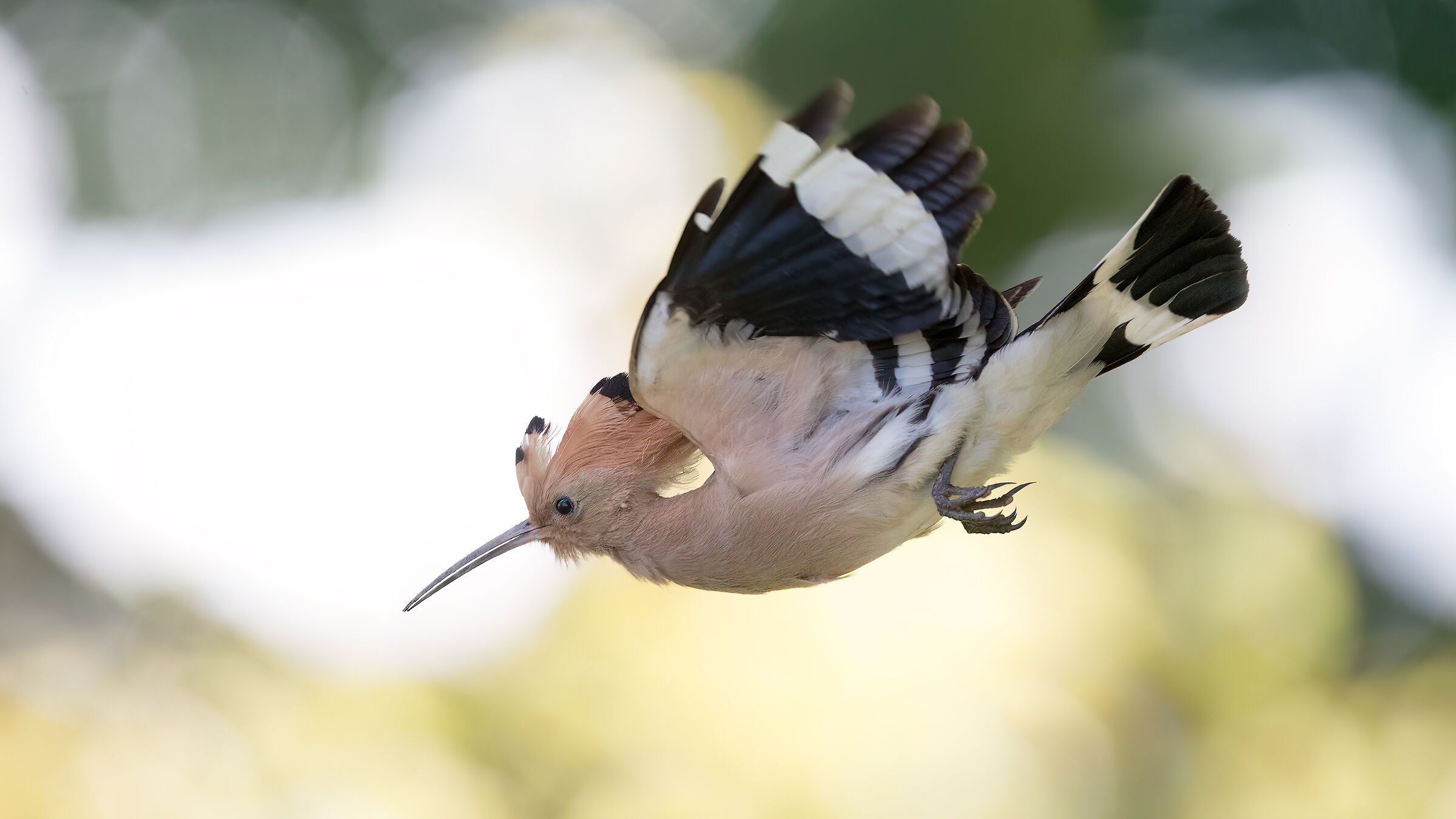 hoopoe
