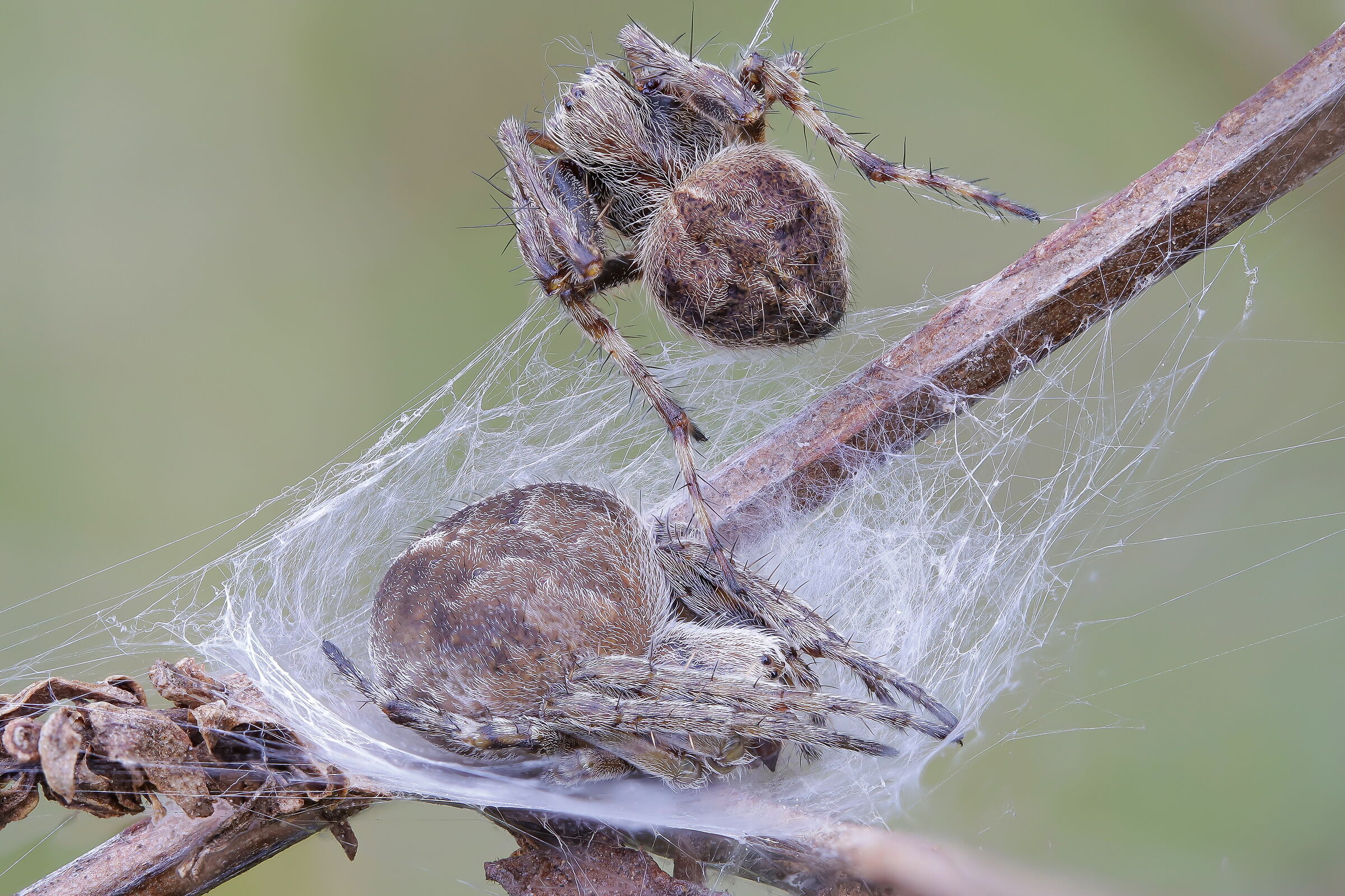 Agalenatea redii male and female