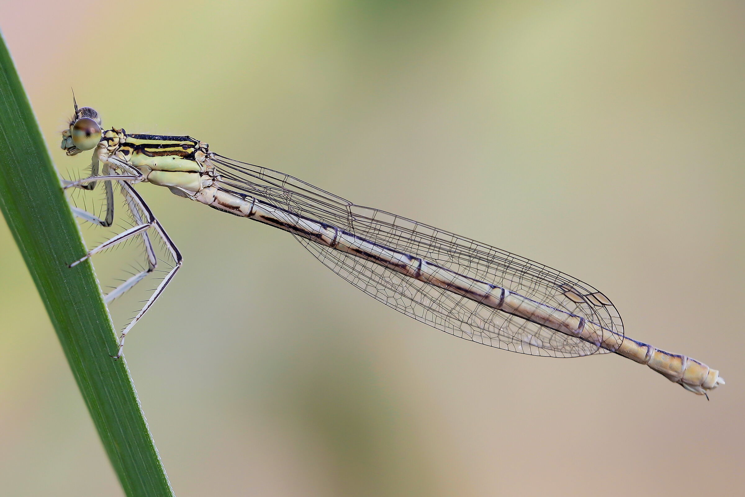 Platycnemis pennipes female