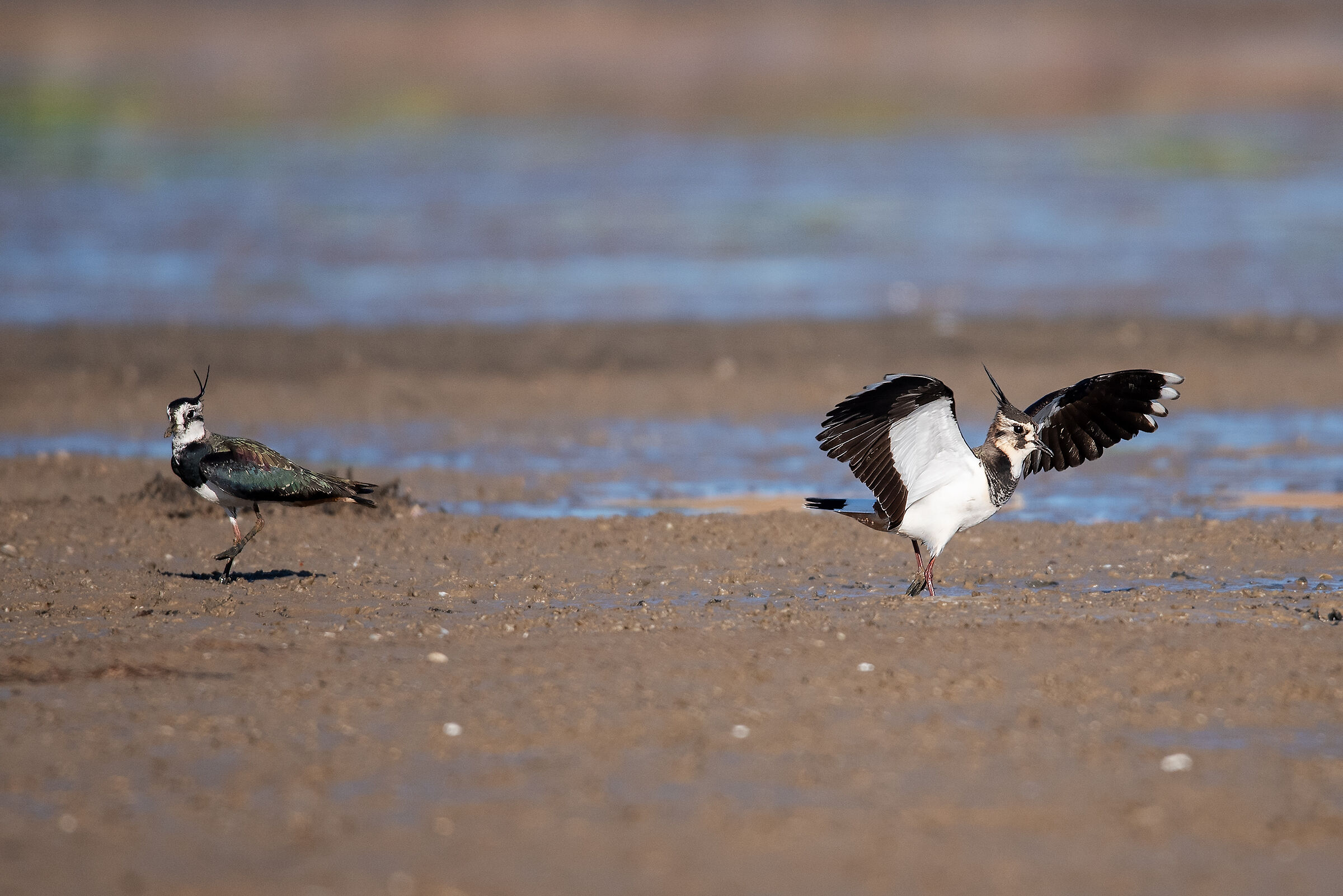 Lapwings