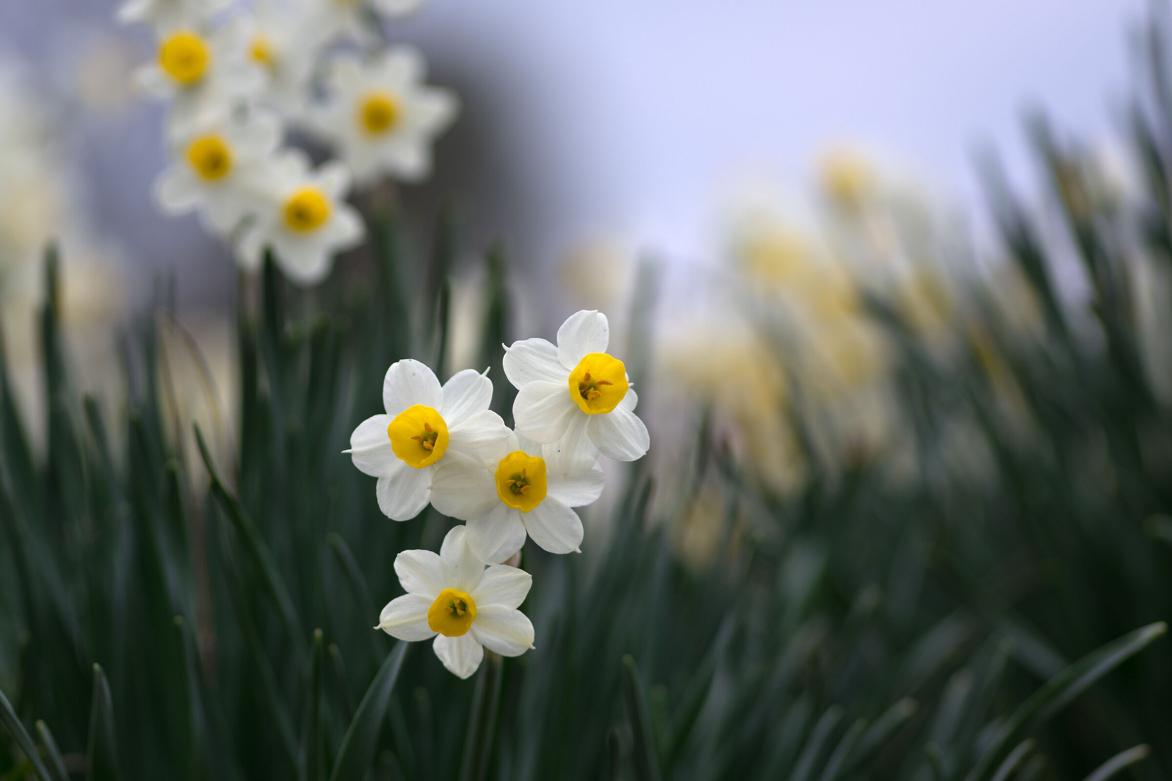 Wild daffodils