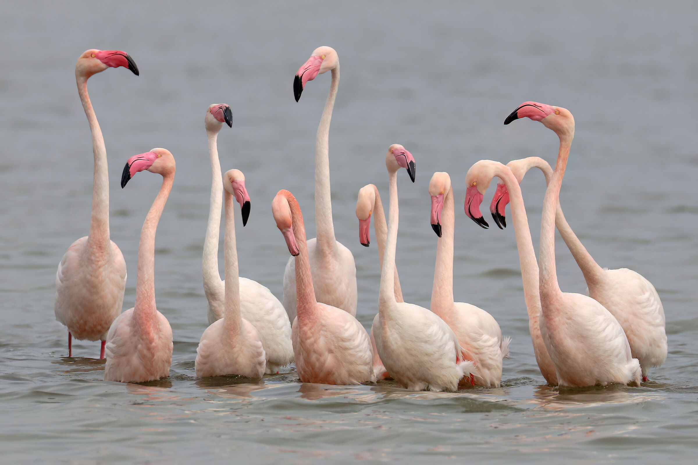Wedding dances Pink flamingos