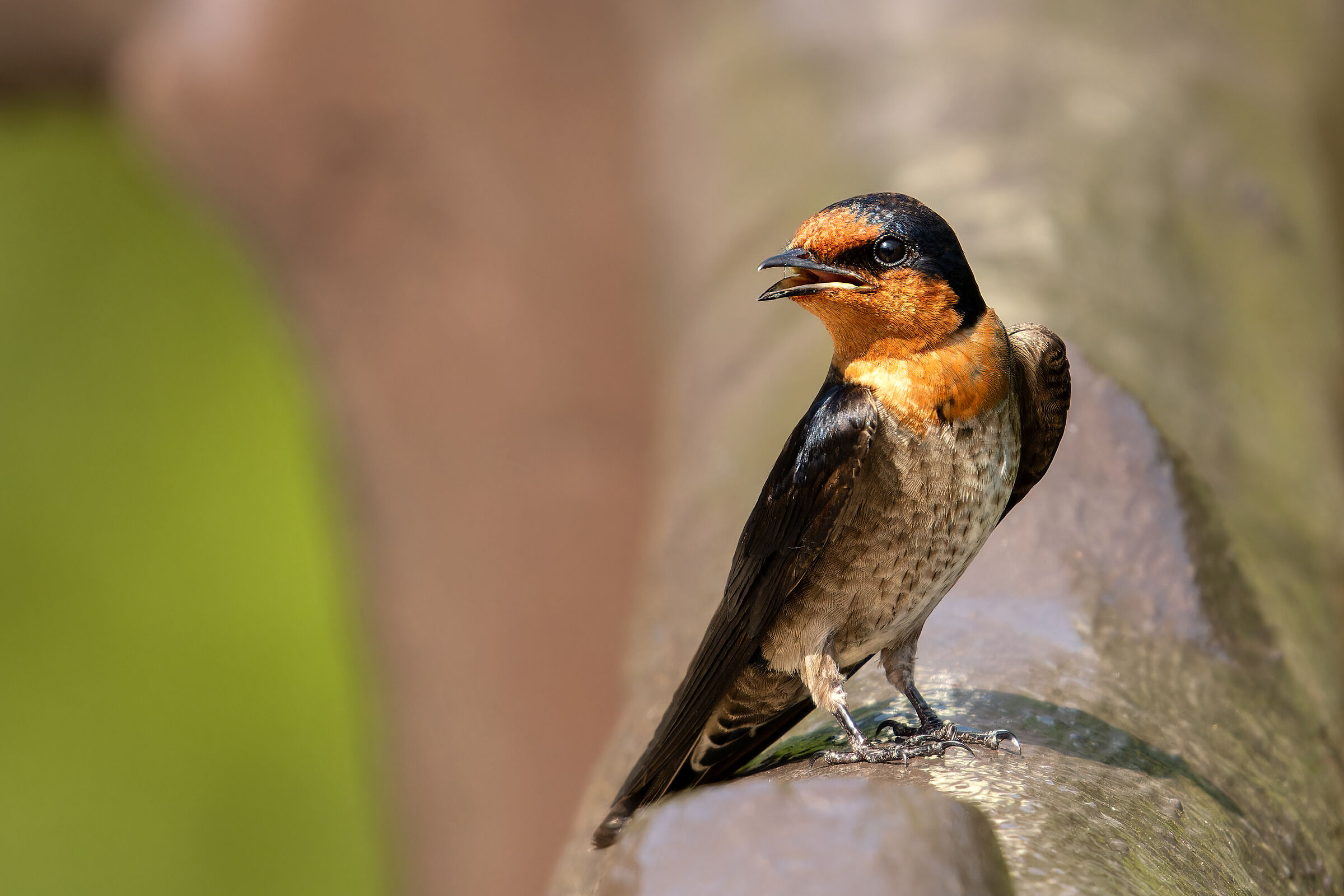 Pacific Swallow