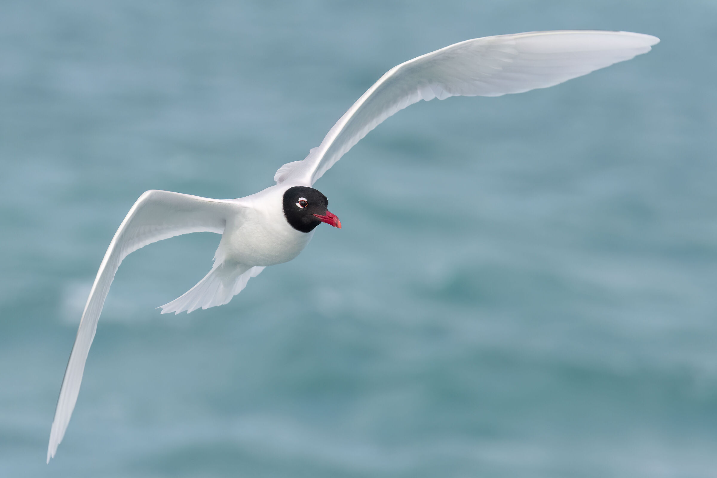 Mediterranean gull