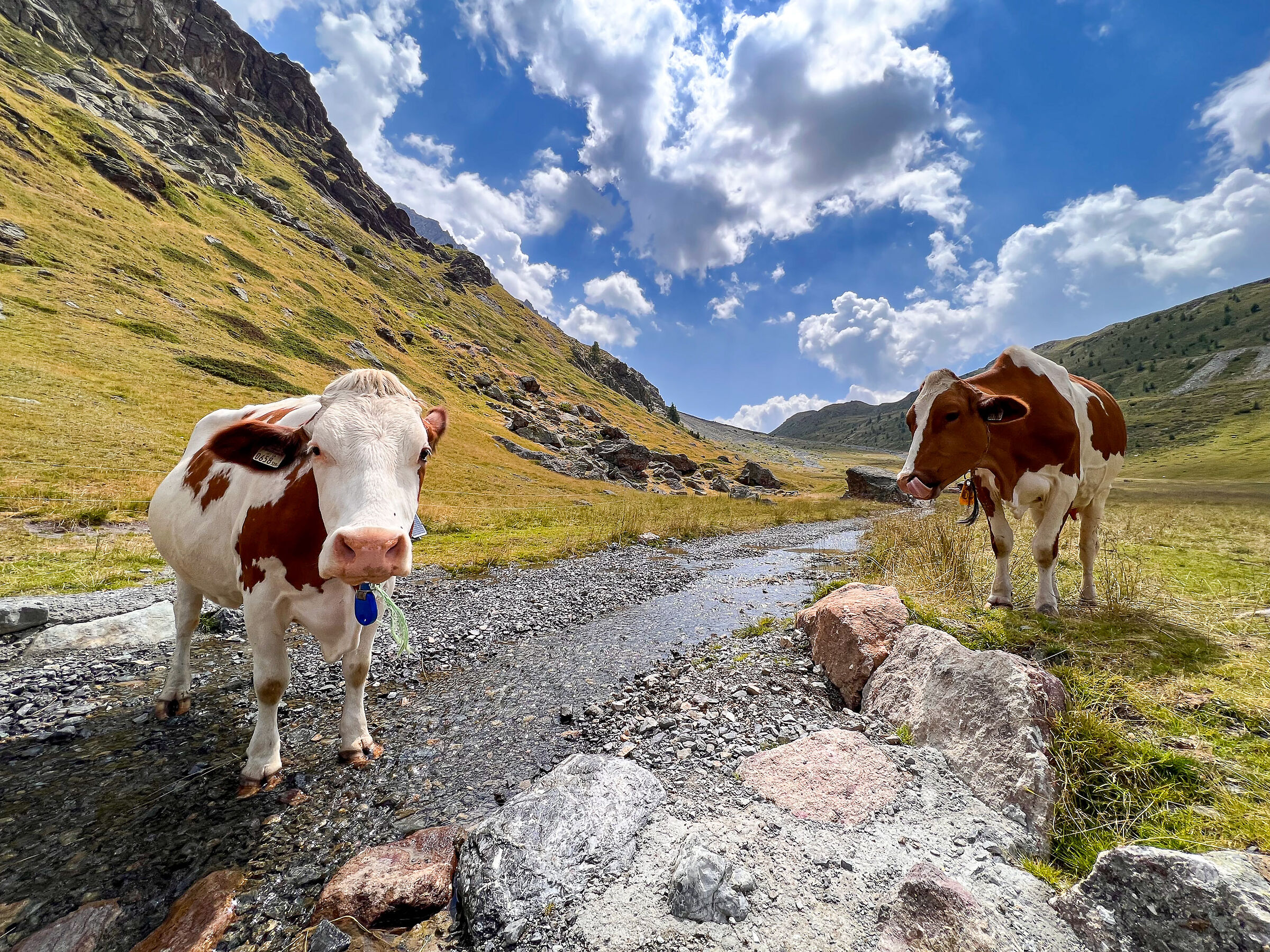 Thirsty cows in Val Trela