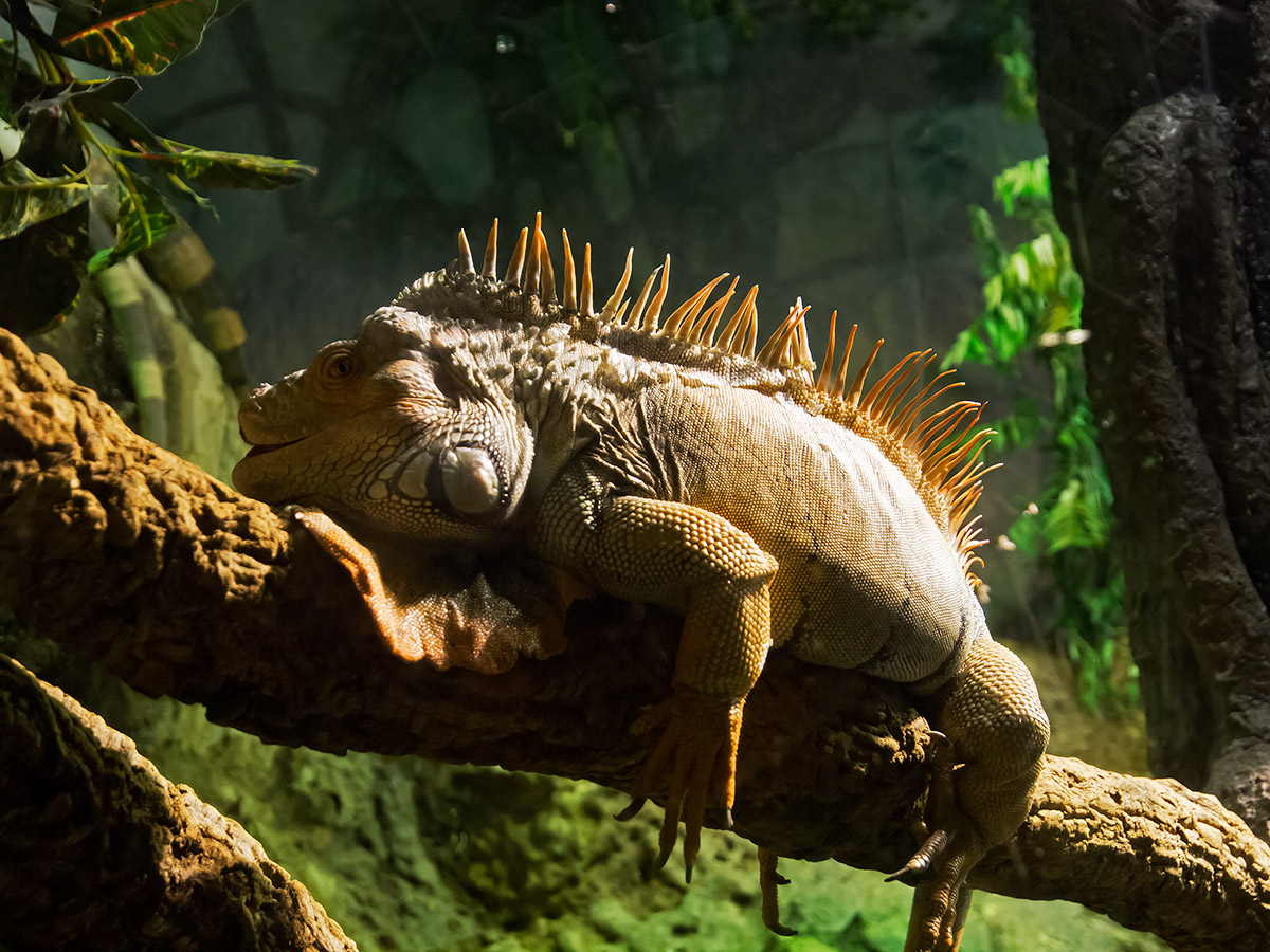 iguana