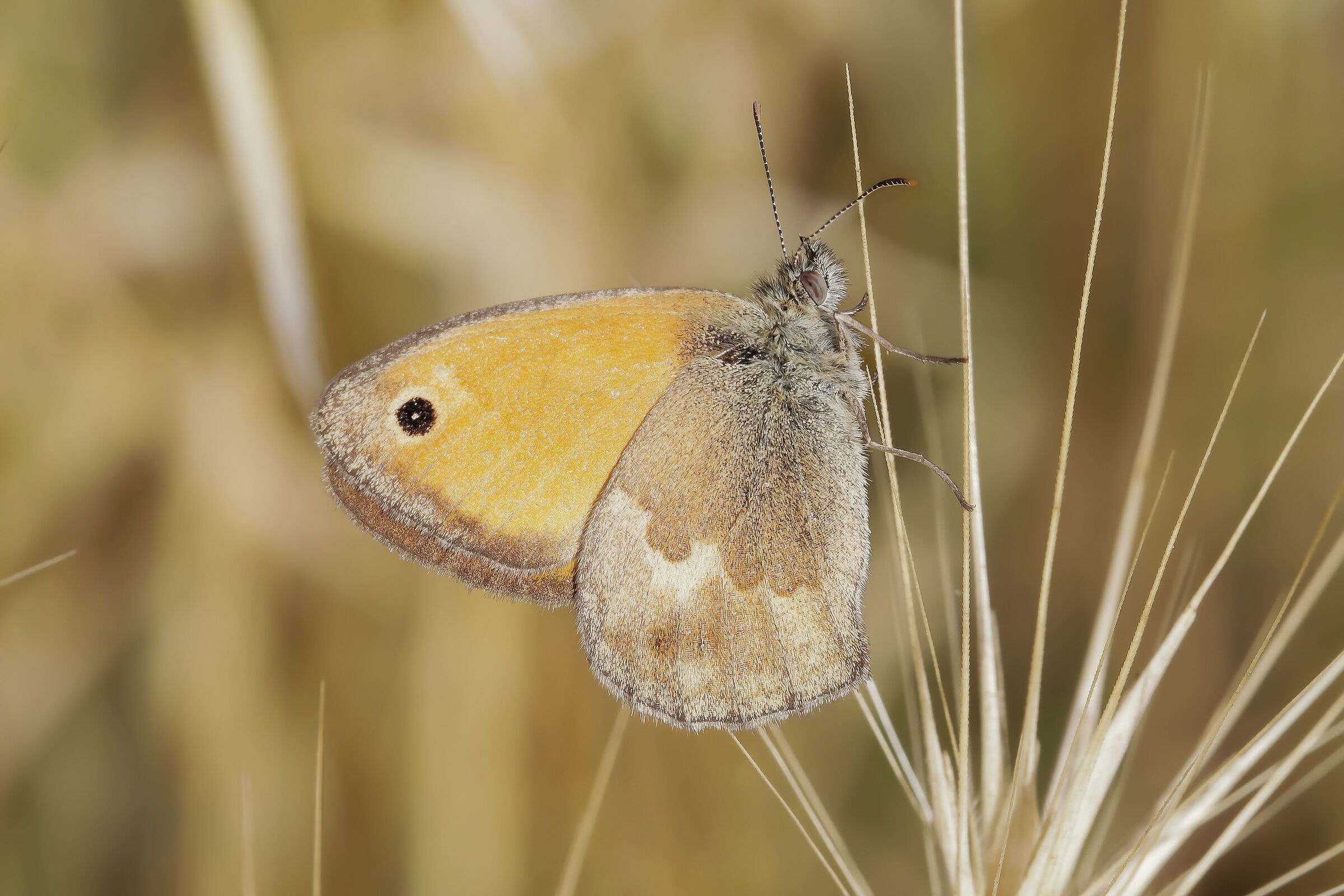 Coenonympha pamphilus