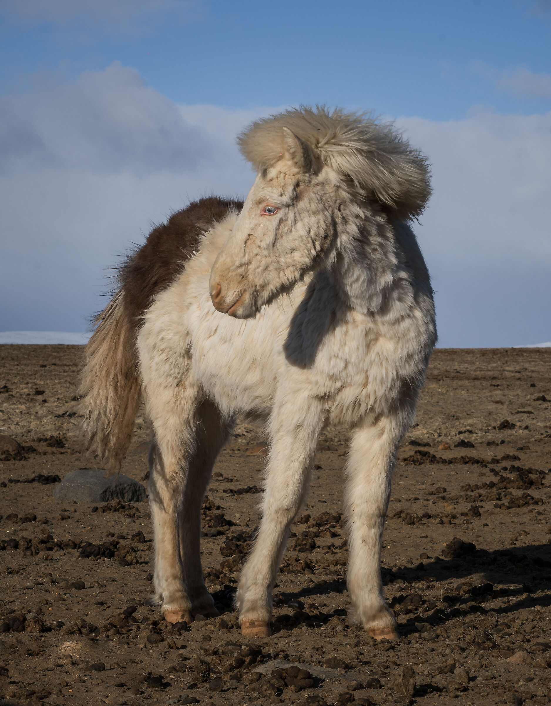 Cavallo islandese