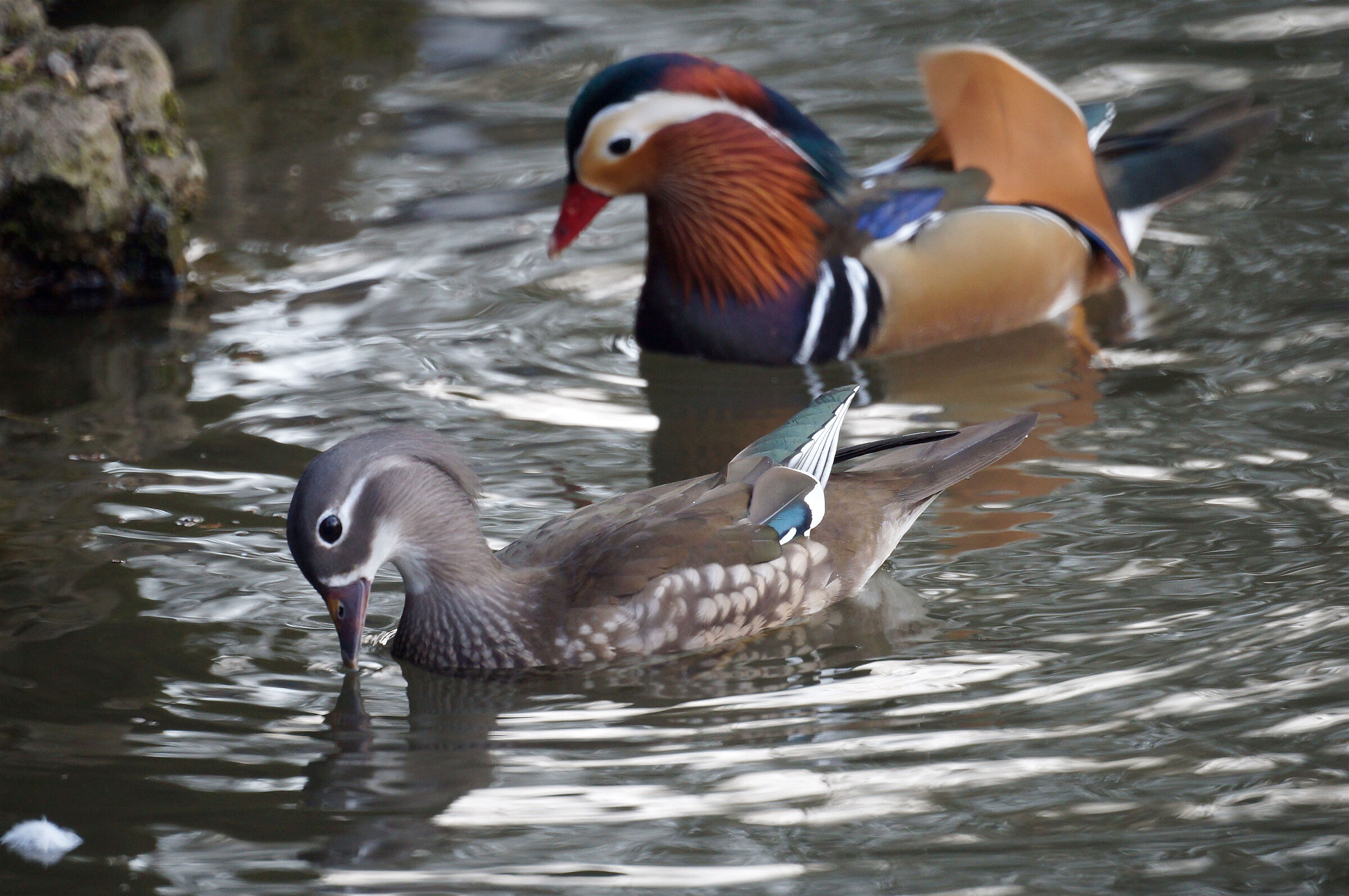 Mandarin and mandarinetta