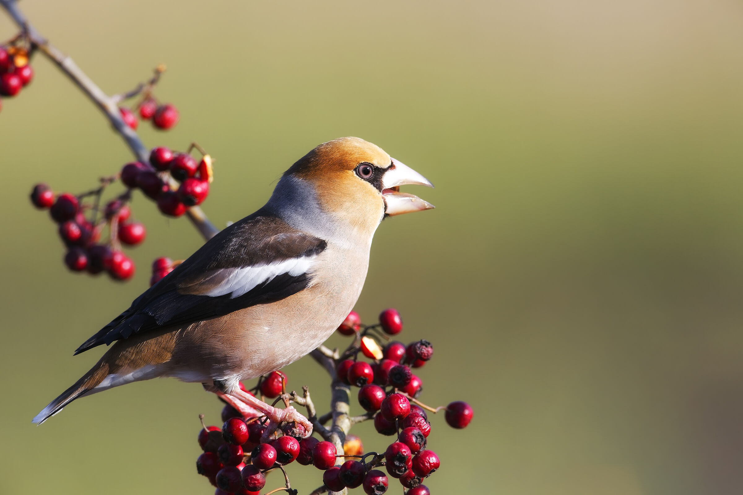 Hawfinch and berries