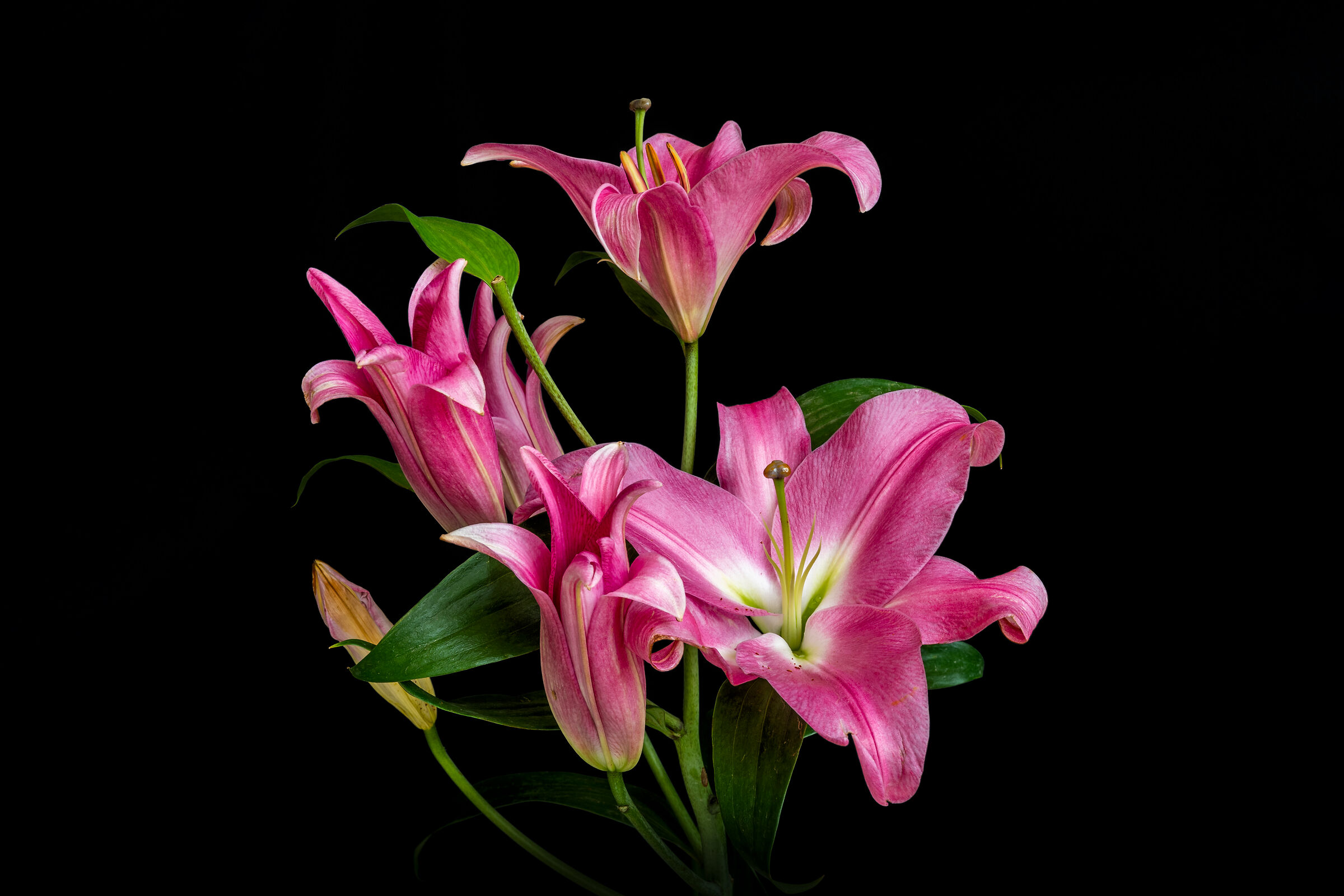 Pink lily