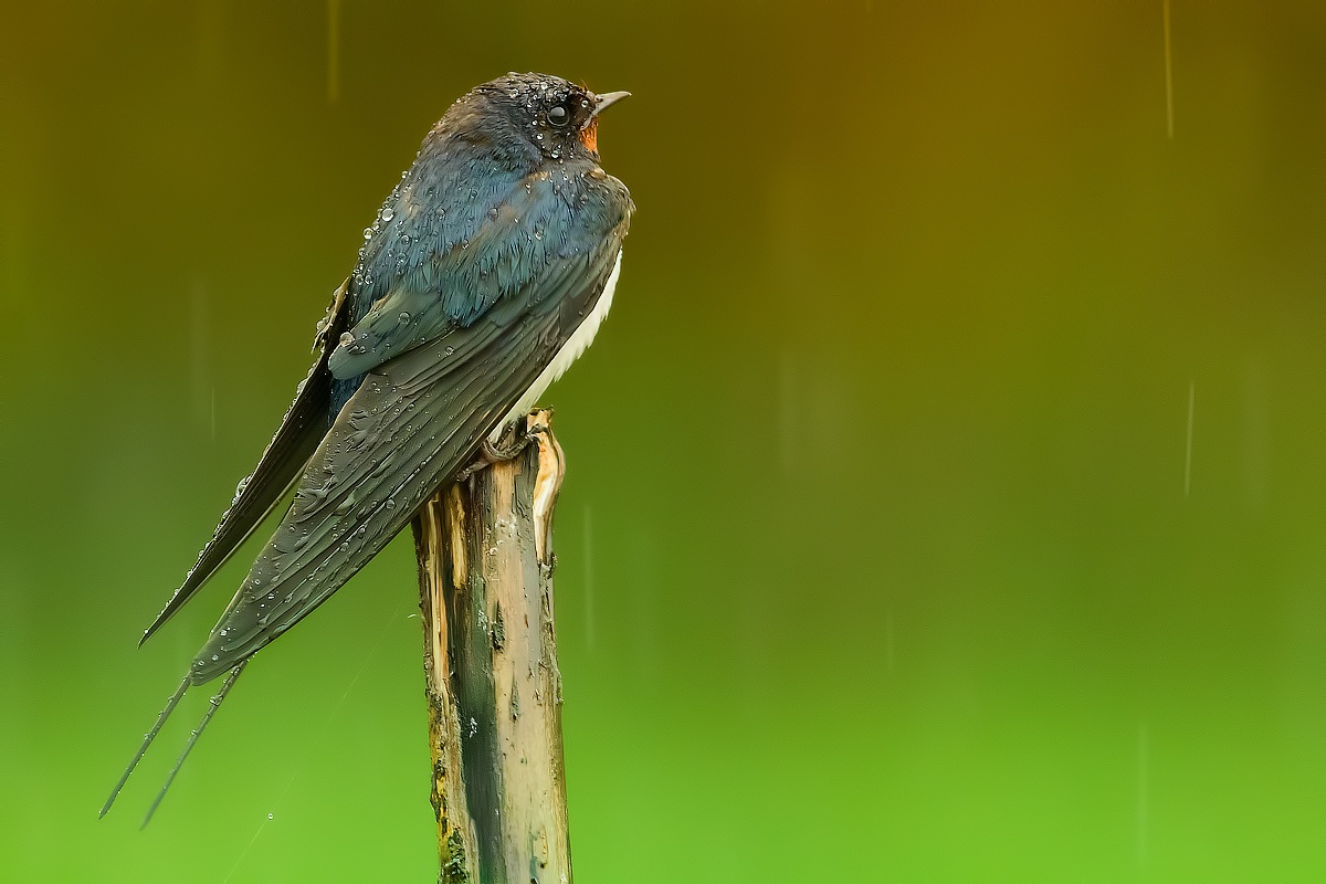 Colori tra la pioggia...