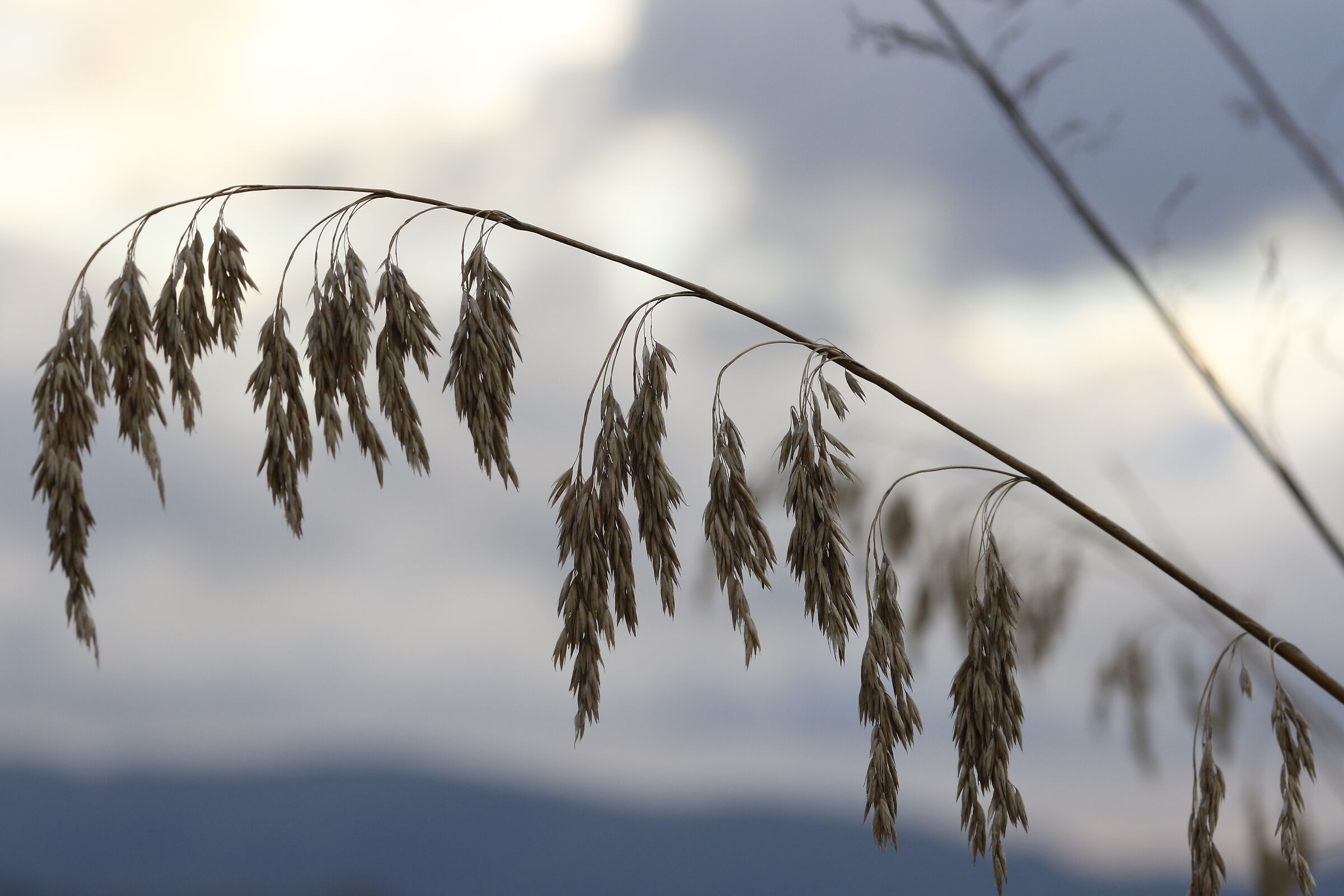 " Crop 216 " Canon 135 F. 2 L Usm- 7d II