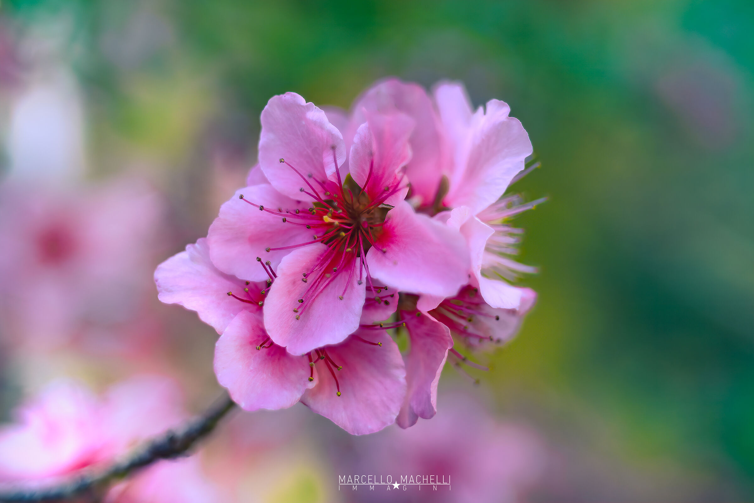 Fiori rosa fori di pesco...