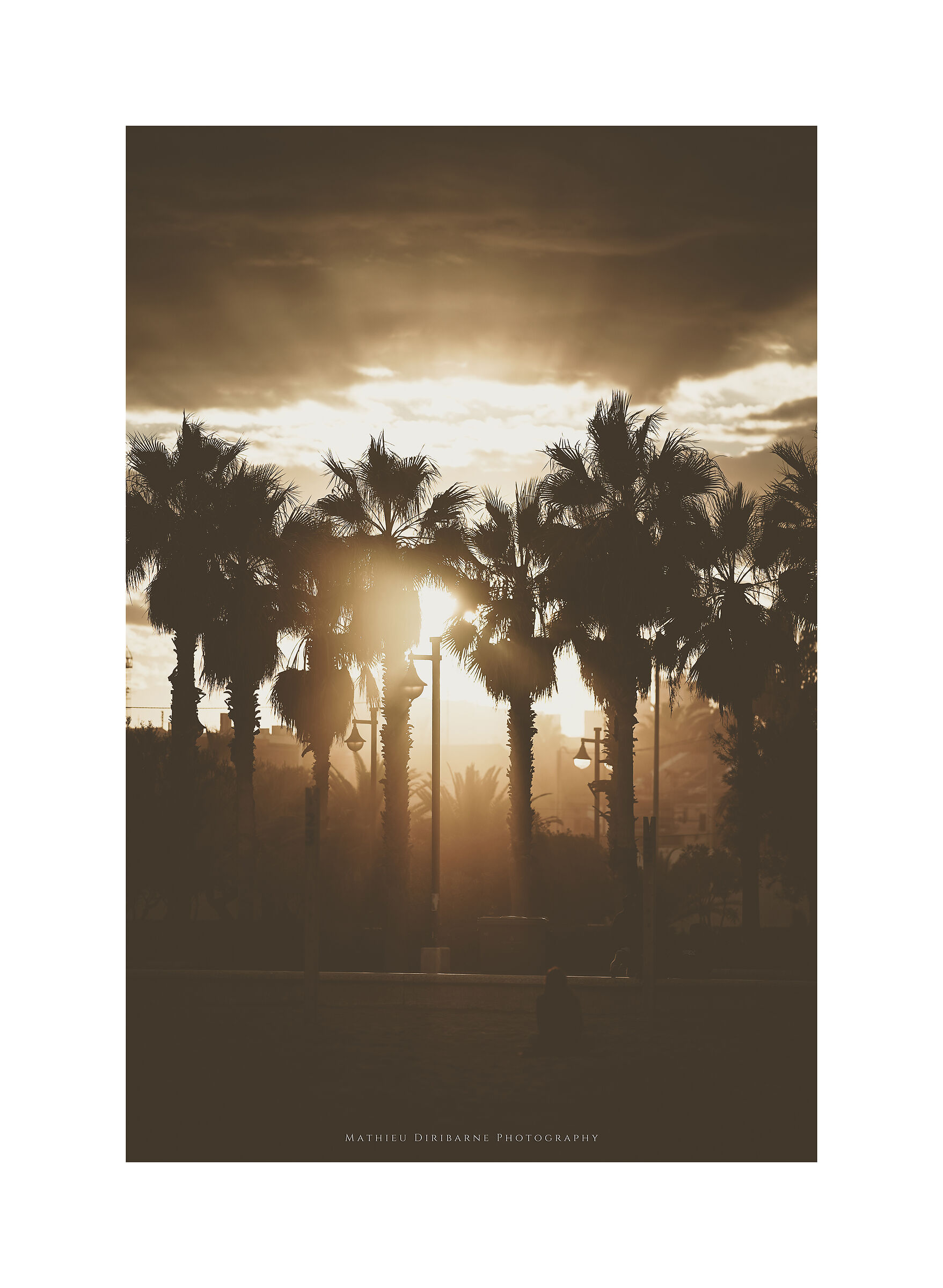 Alberi al tramonto a Valencia