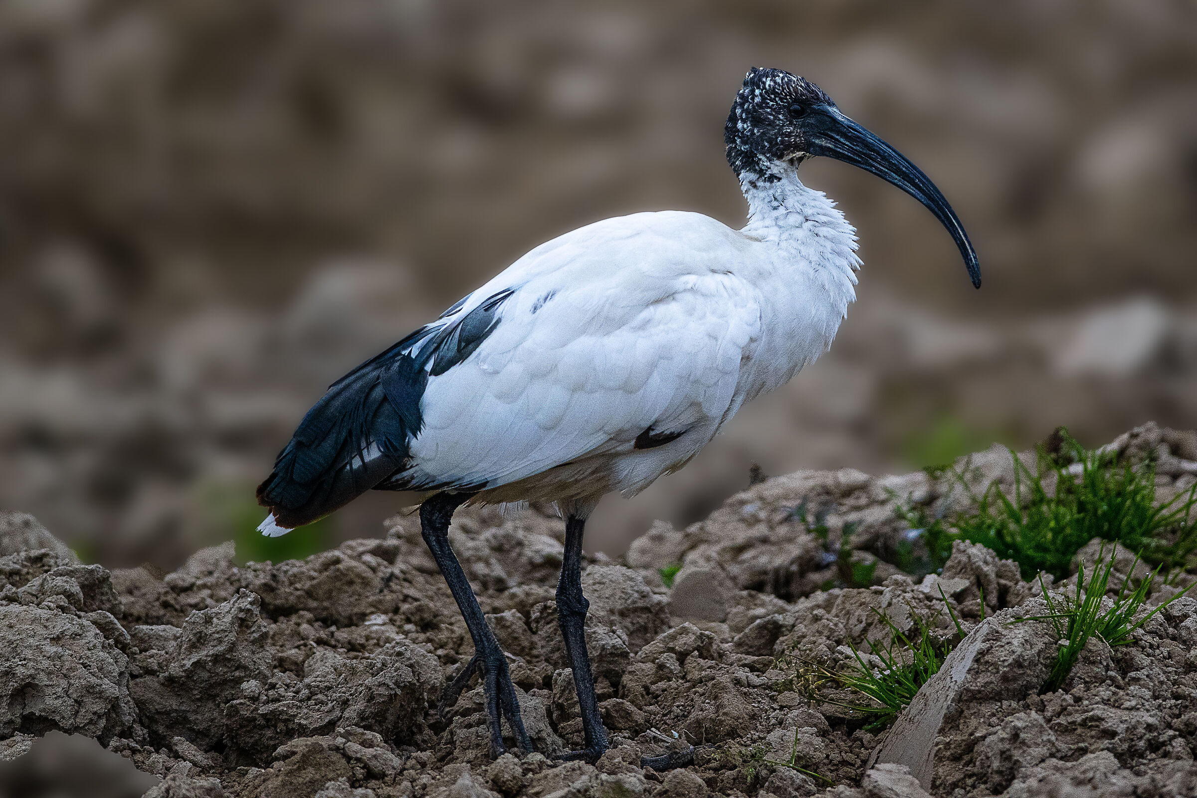 Sacred ibis