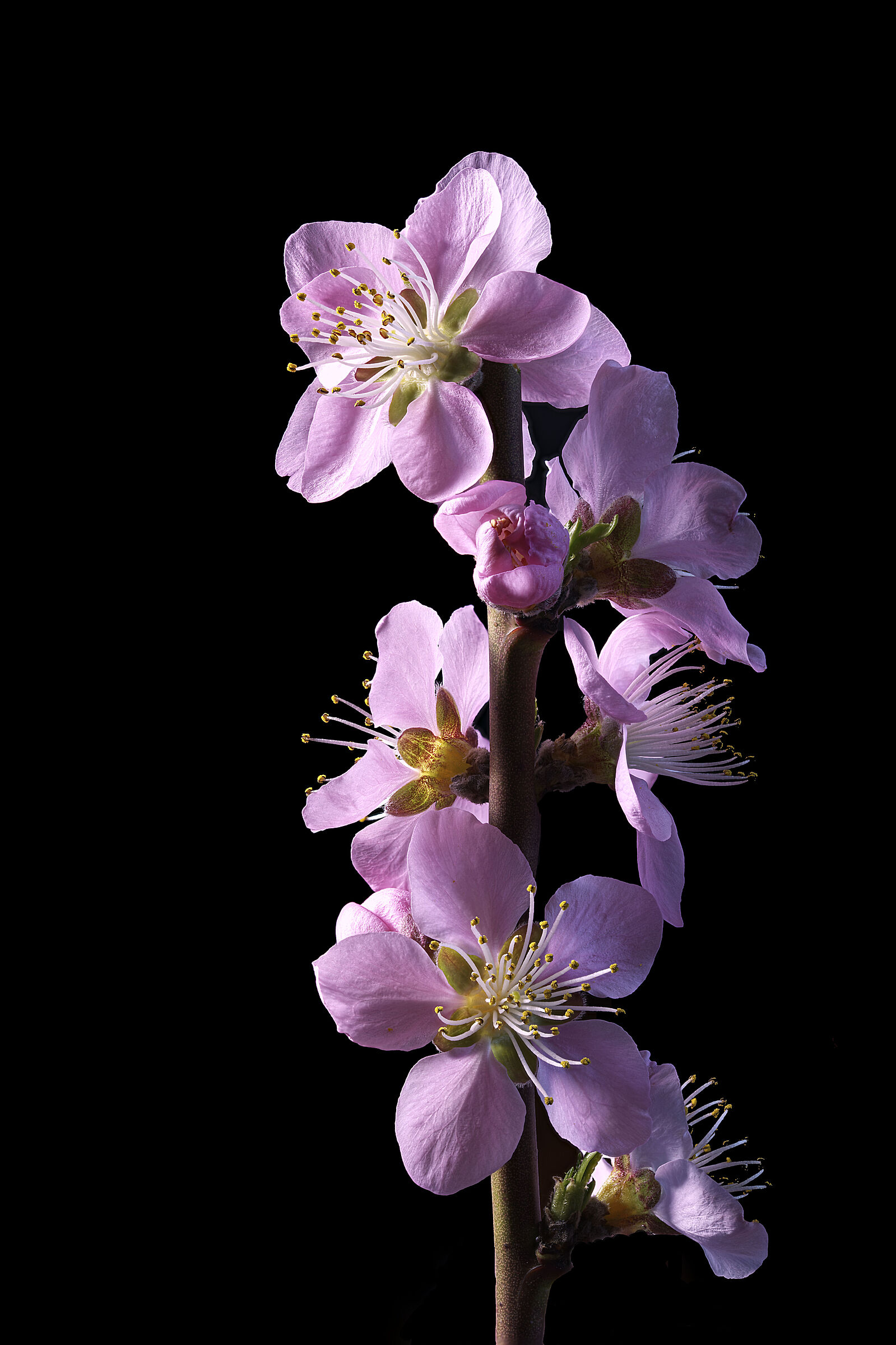 Peach blossom...