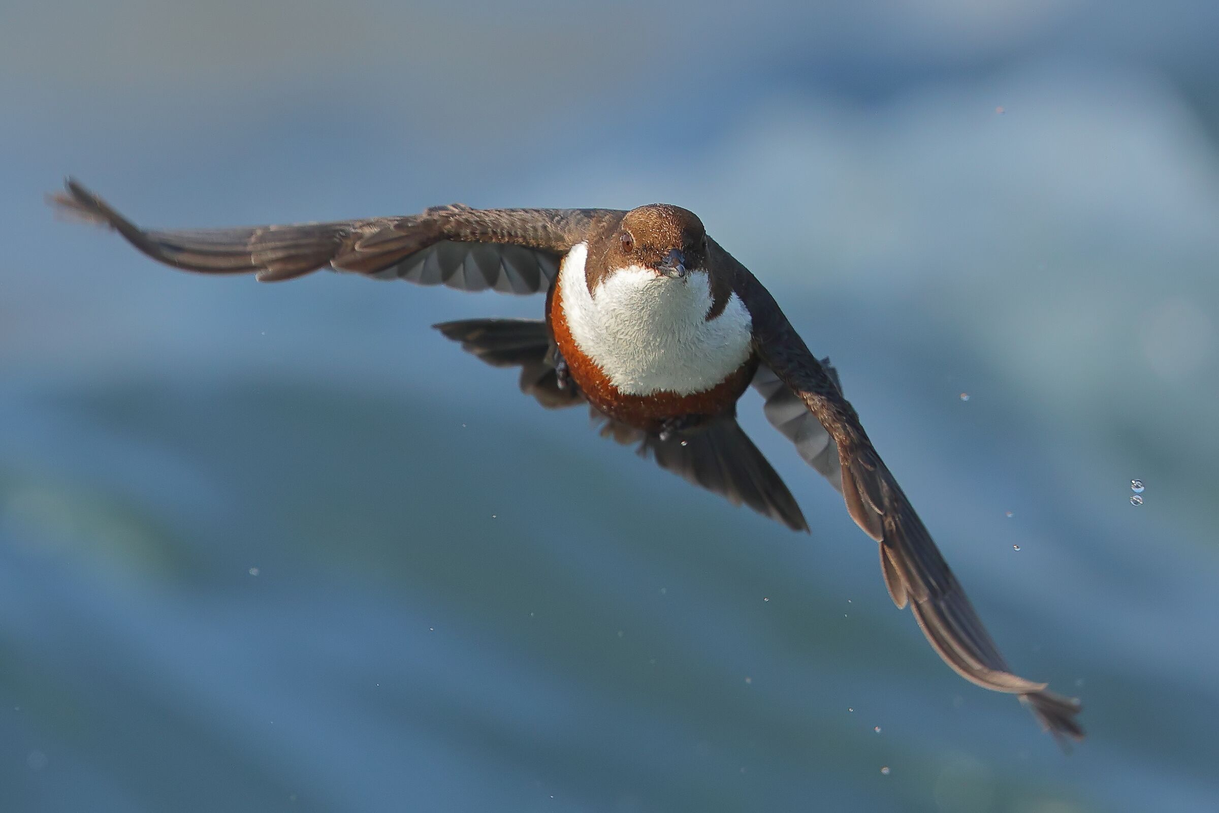 Merlo acquaiolo in volo