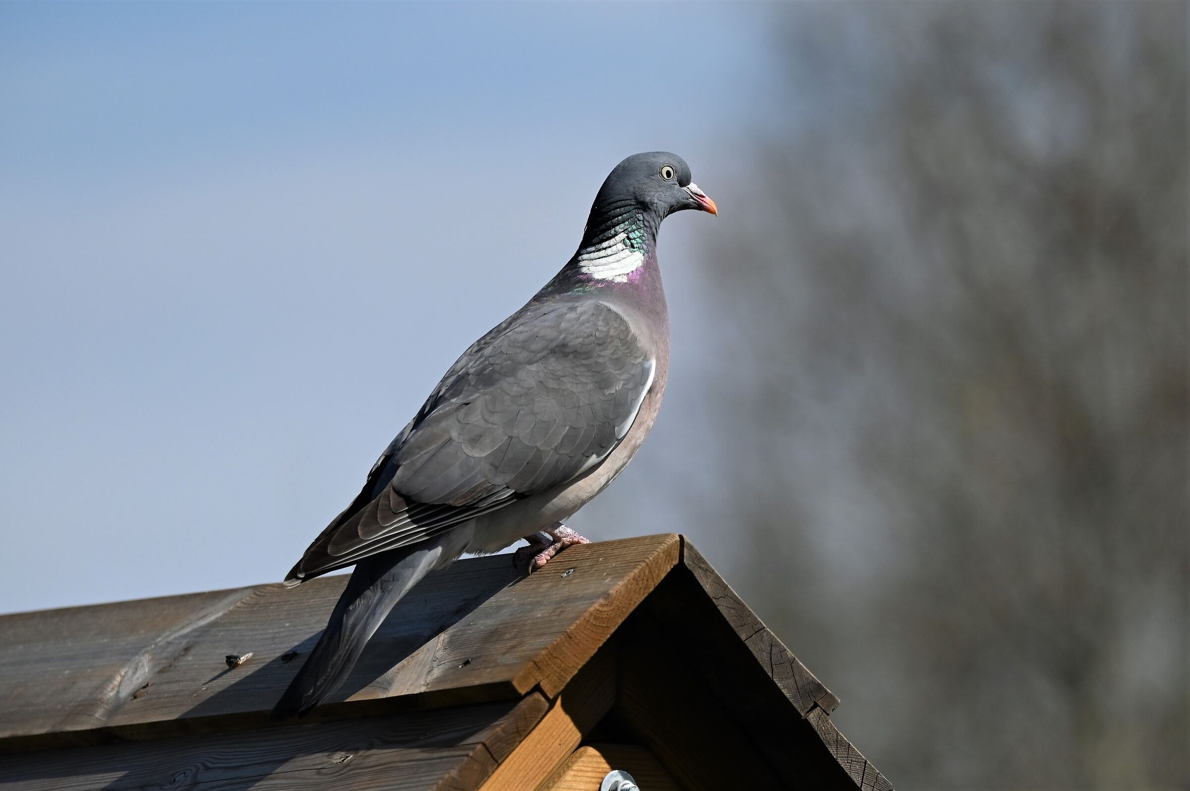 Wood pigeon