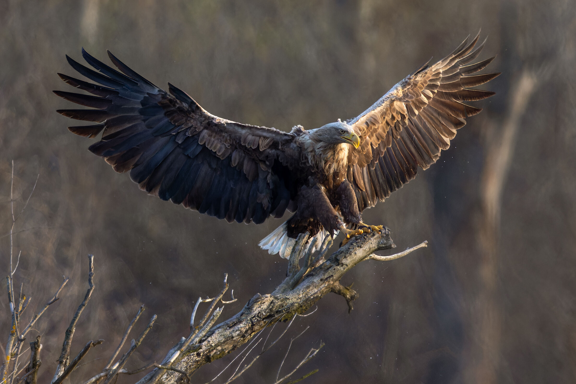 Aquila dalla coda bianca