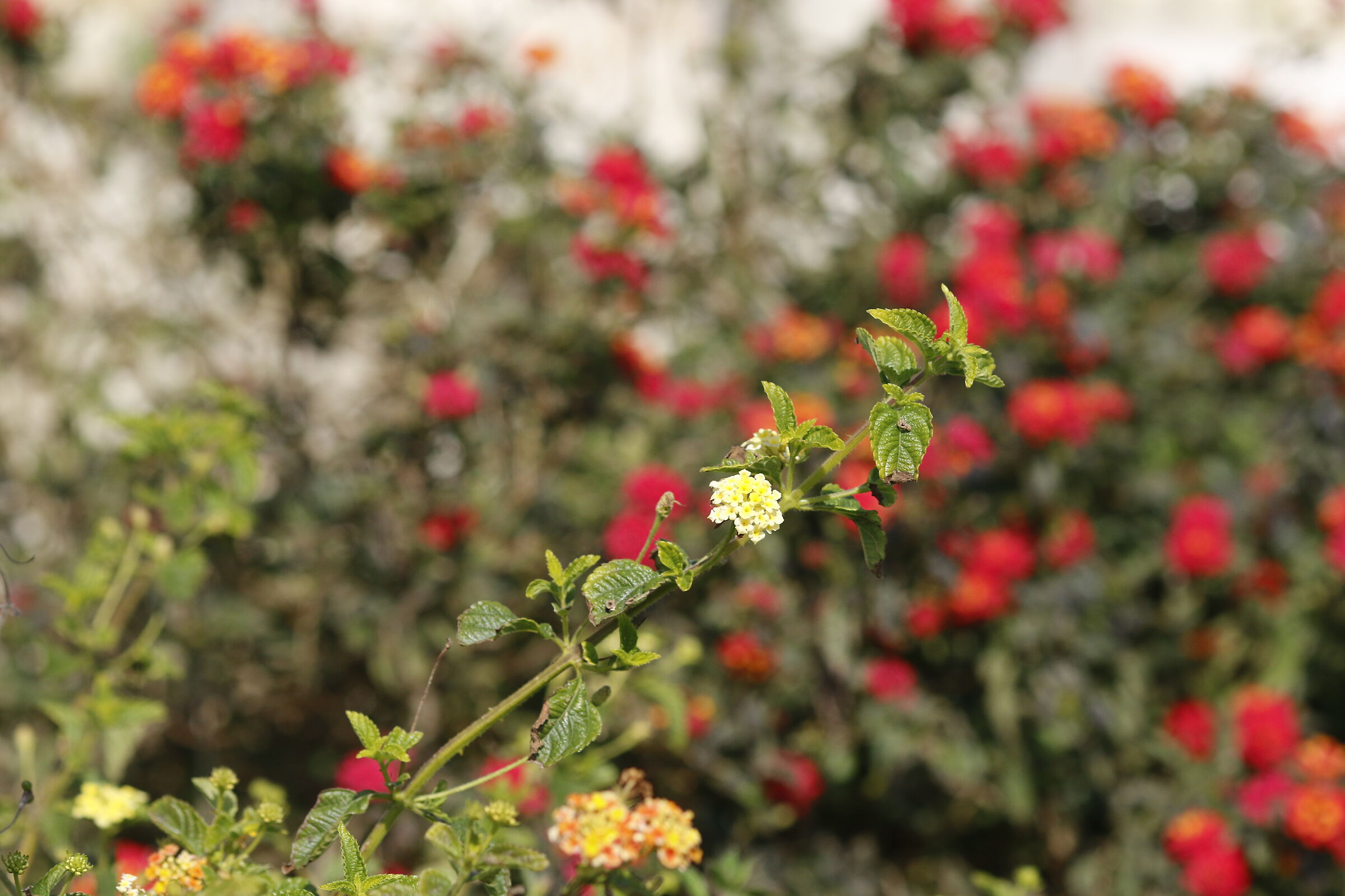 " Crop 216 ", Canon 135 F. 2 L Usm - 7d II