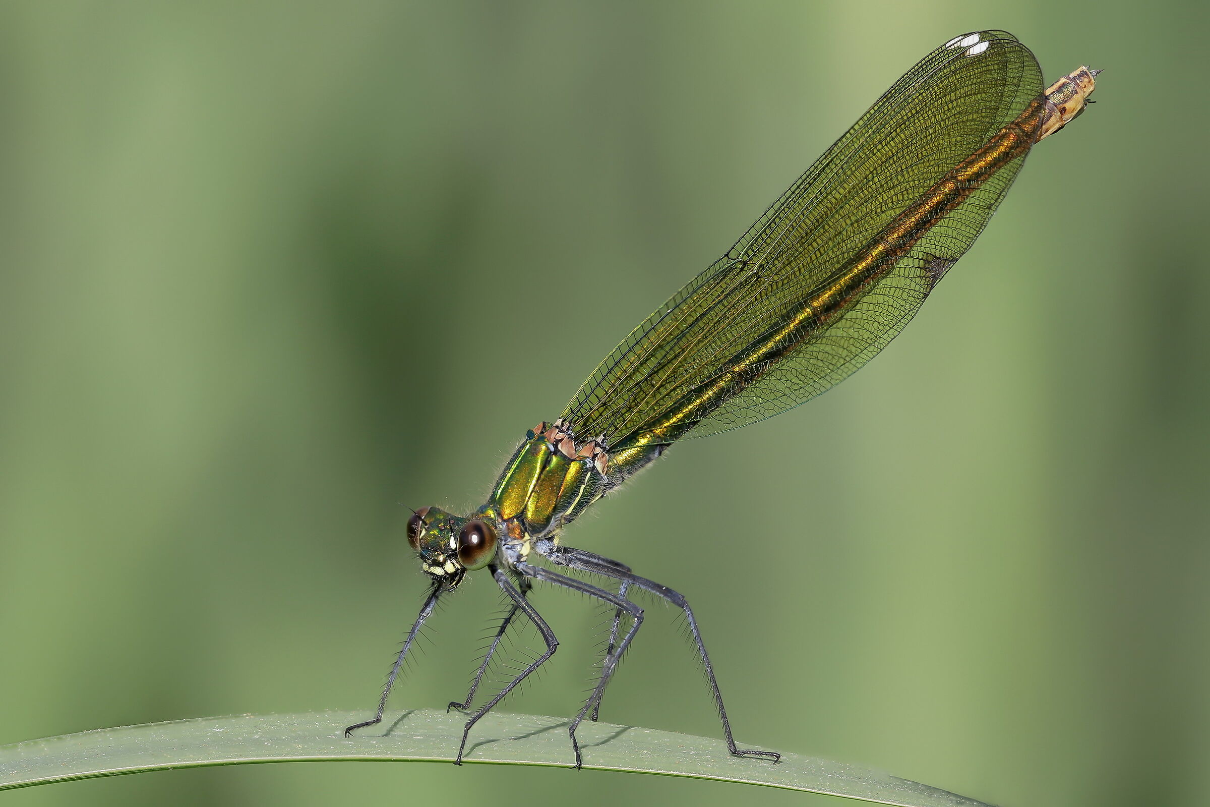 Calopteryx splendens