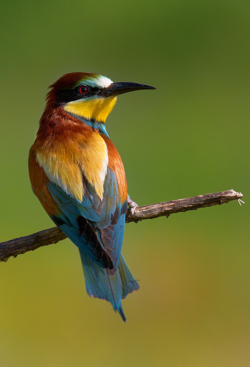 guard the excavation