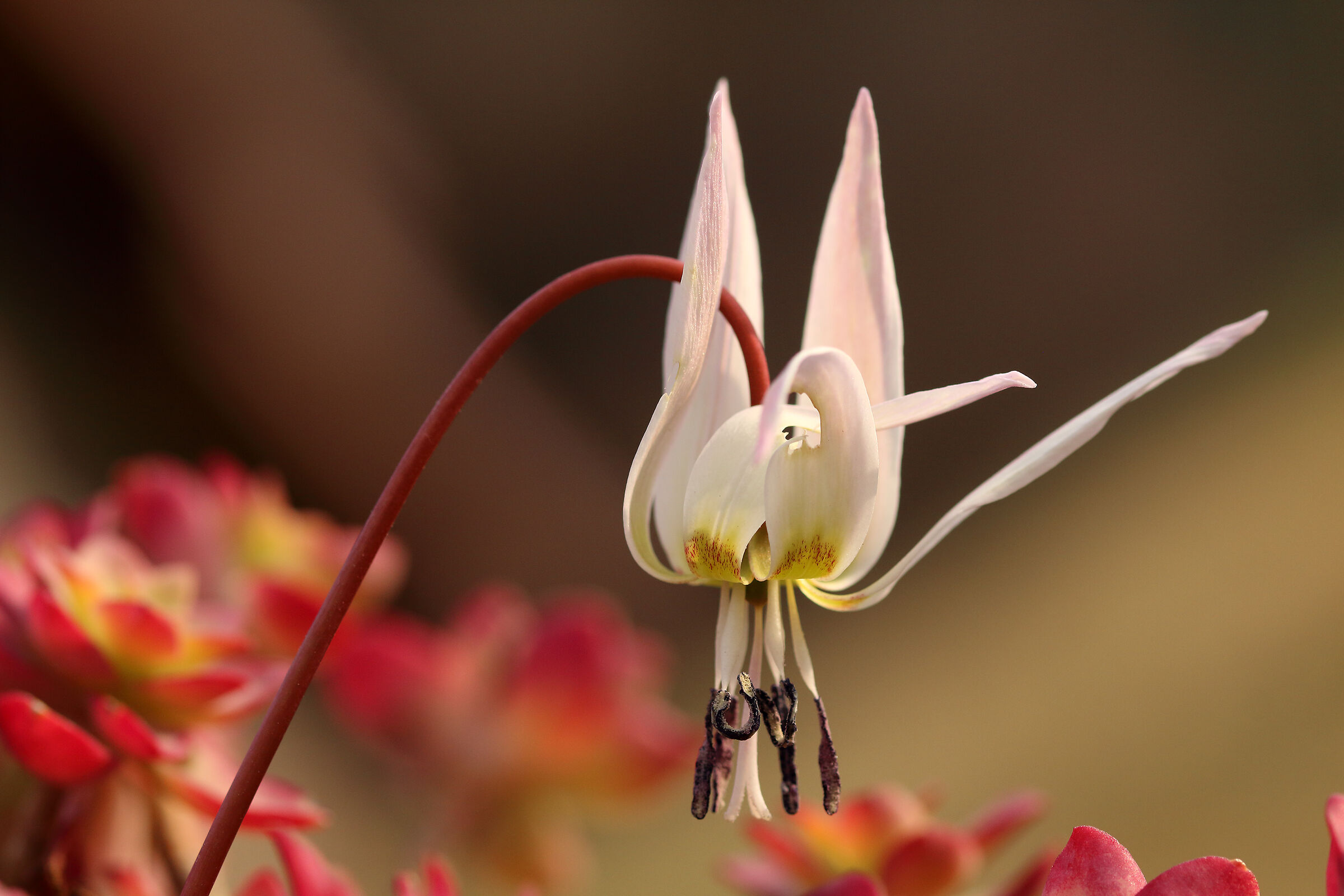 In the valley of the dog's tooth