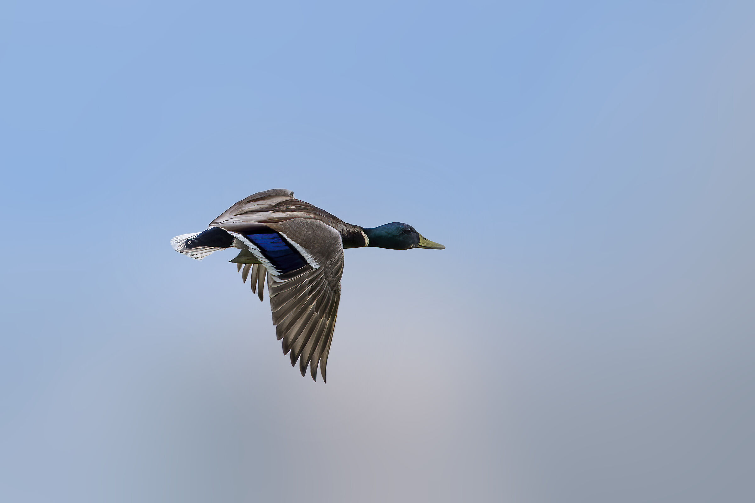 Germano in volo