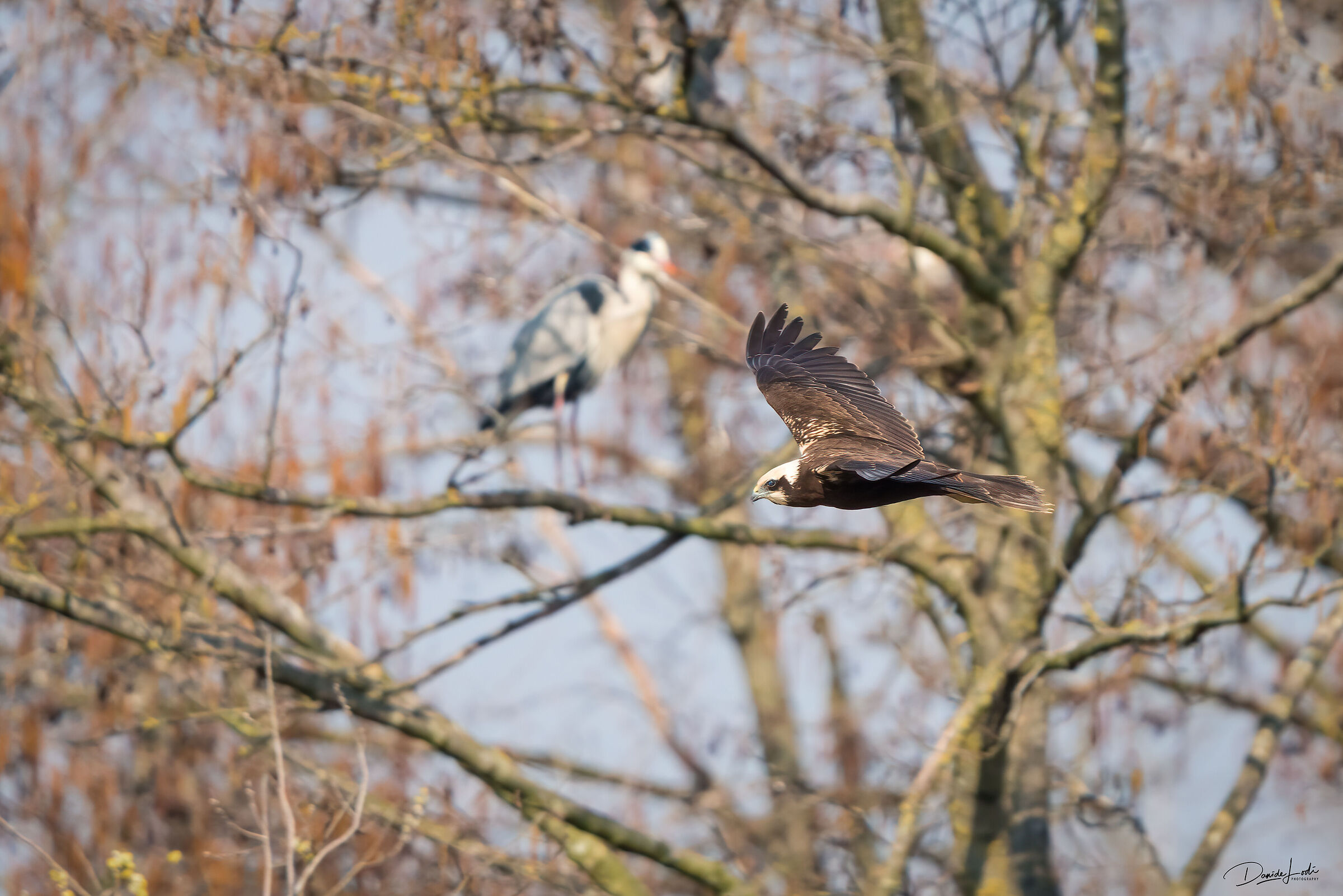 Marsh harrier