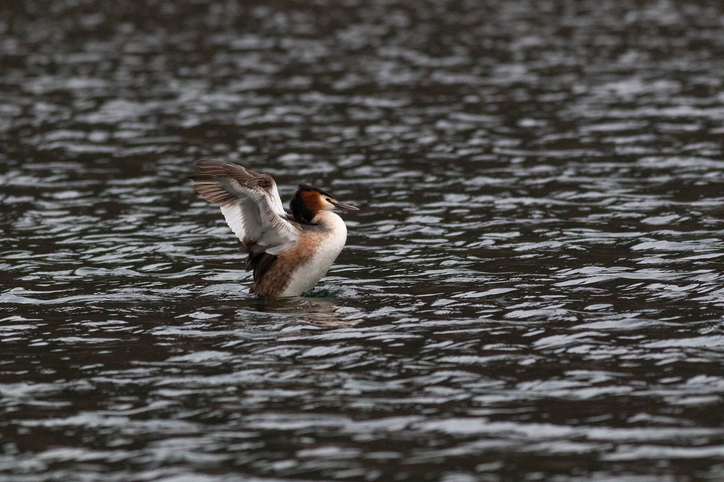 Svasso ad ali aperte