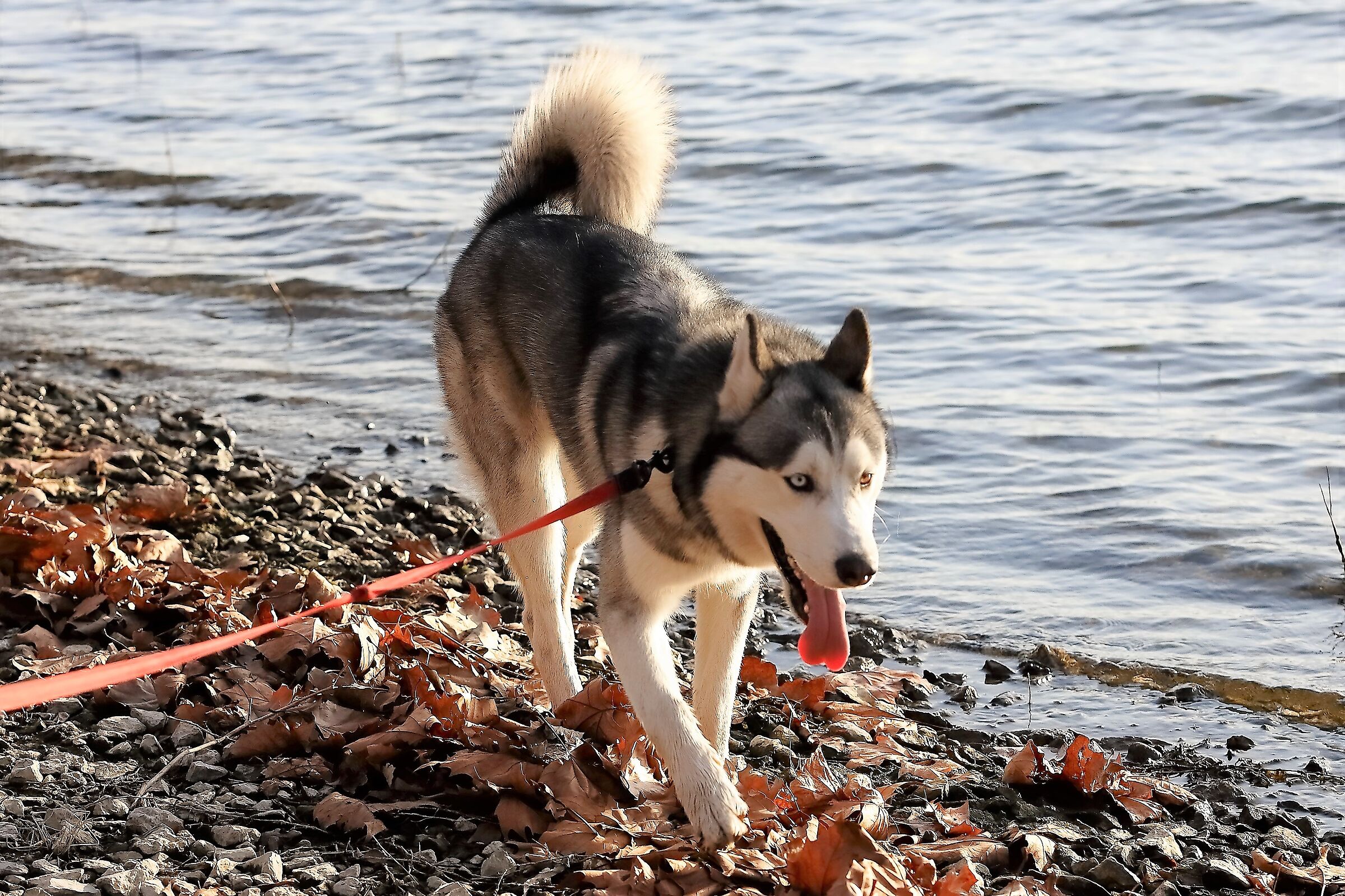 Husky 14 gennaio 2023