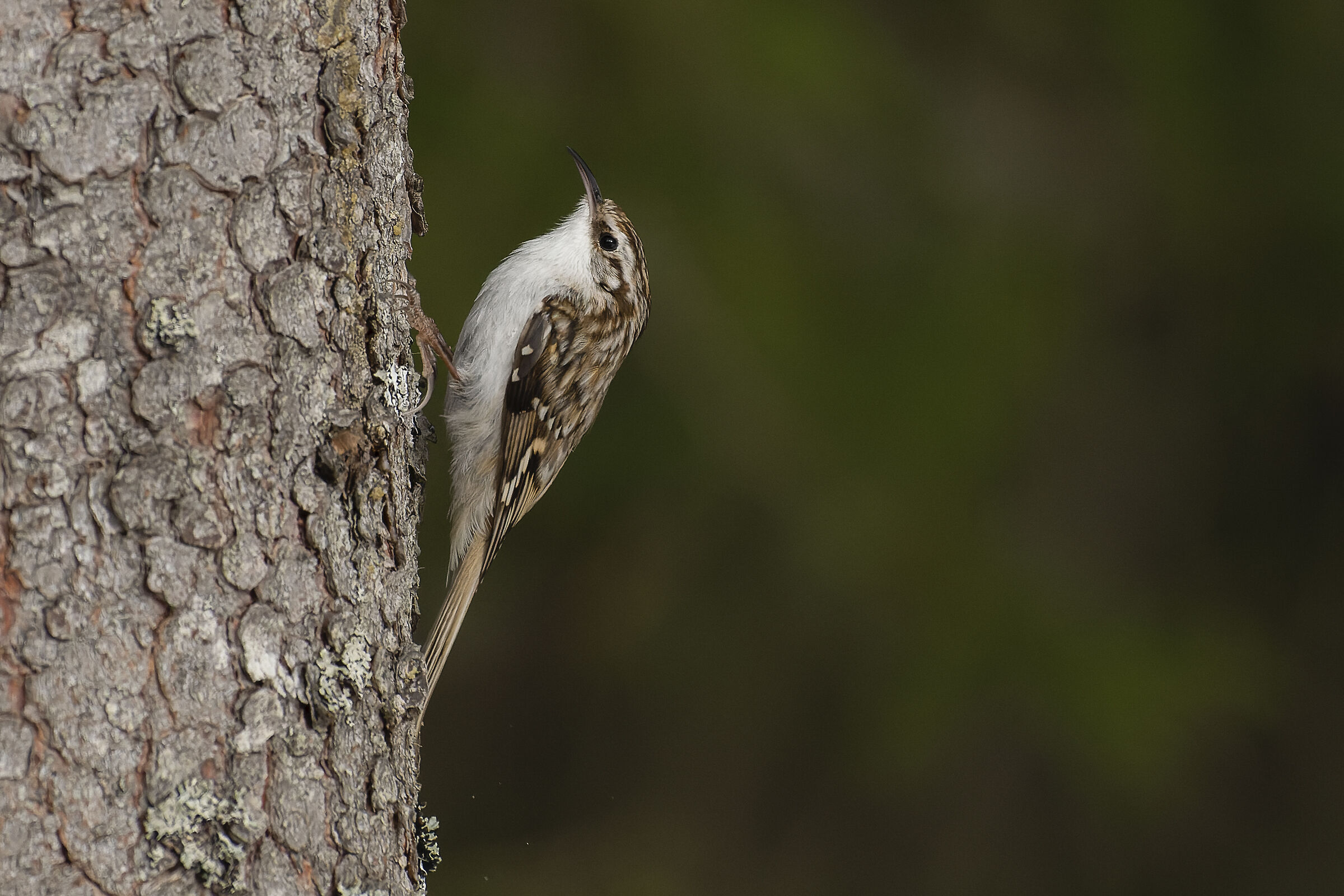 rampichino alpestre