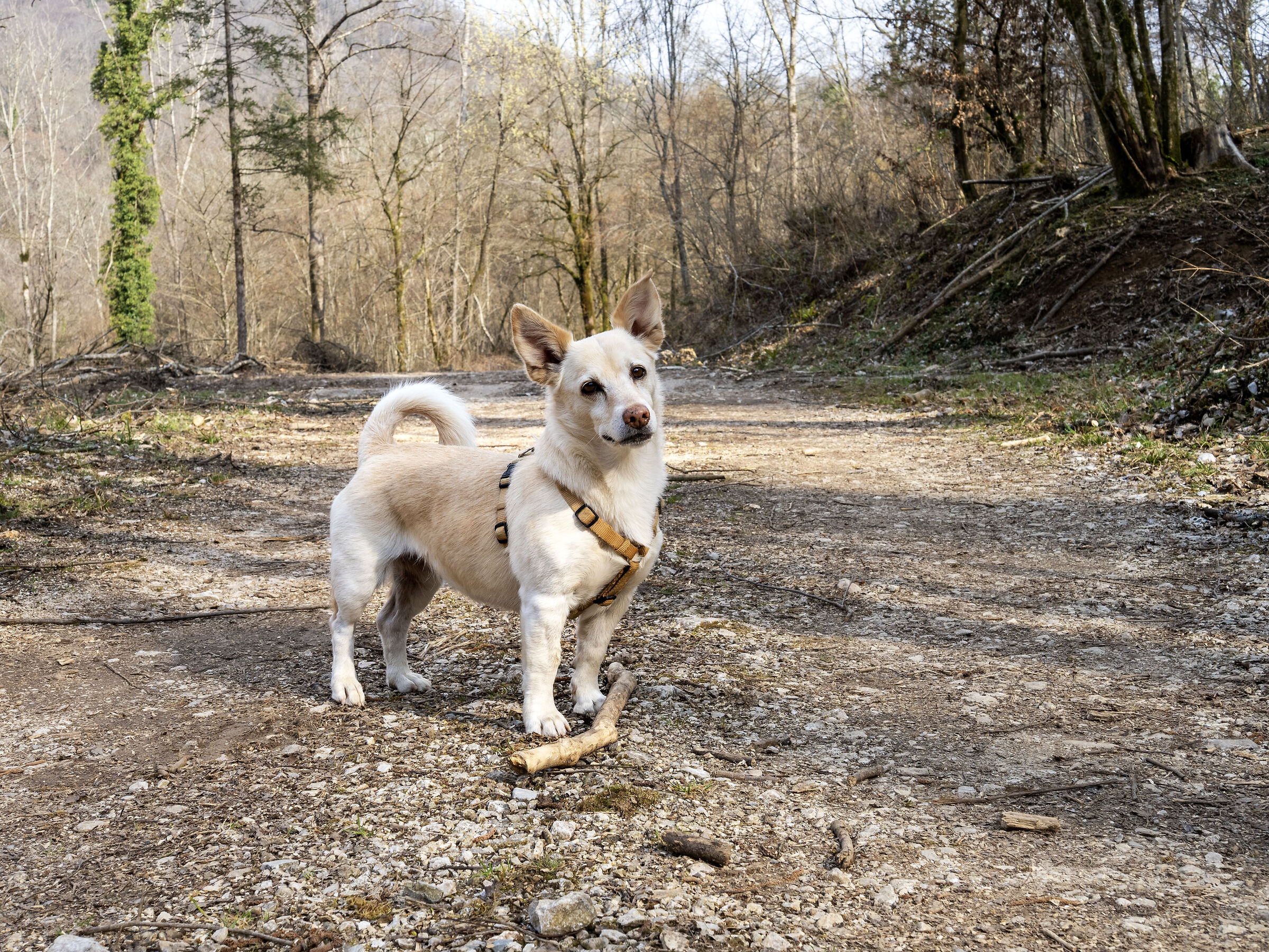 A spasso per la Carnia