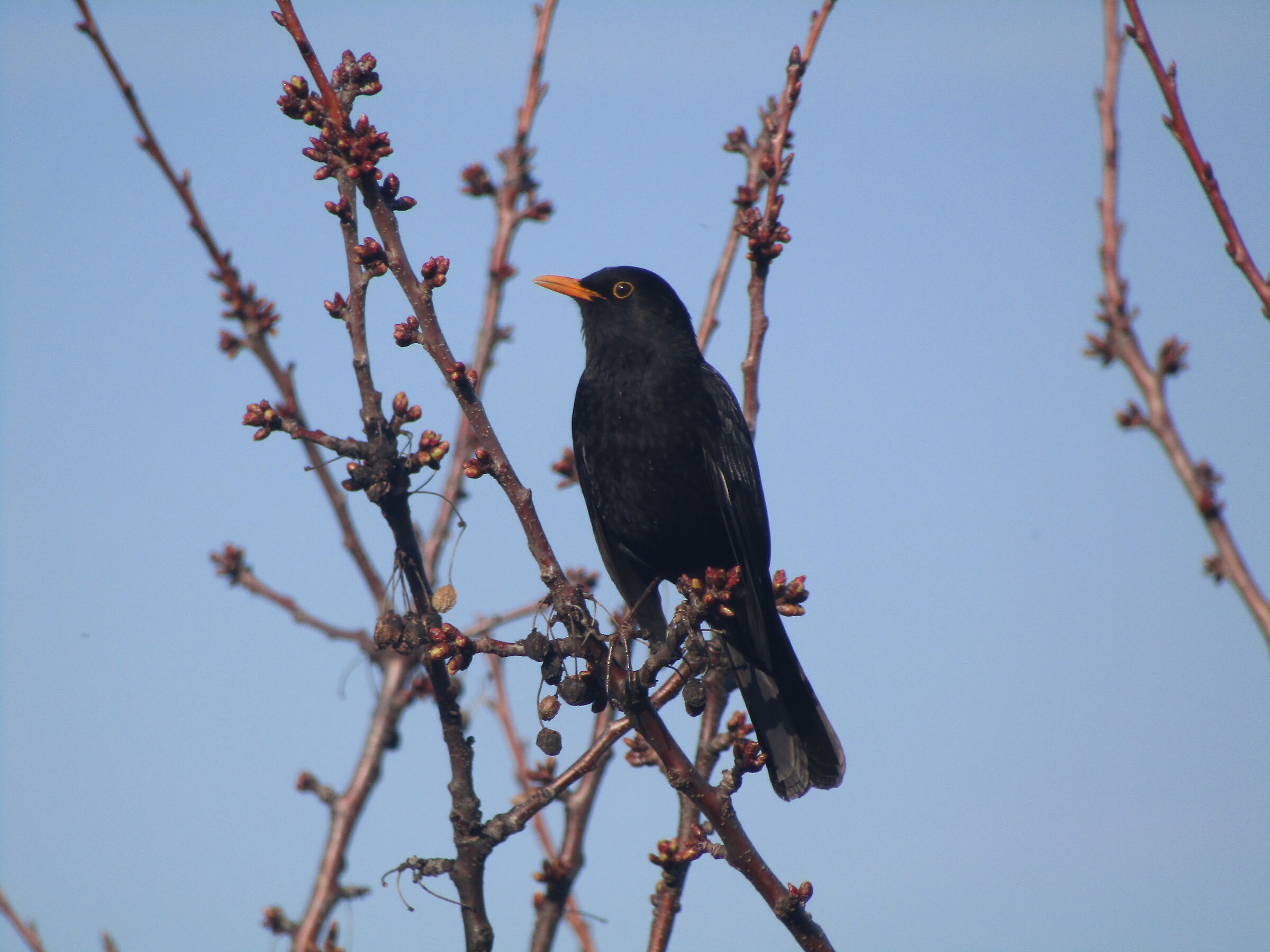 Merlo (turdus merula)