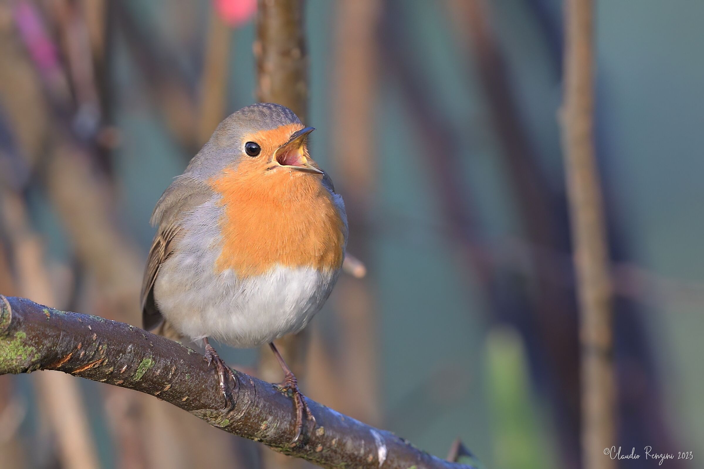 The song of the robin