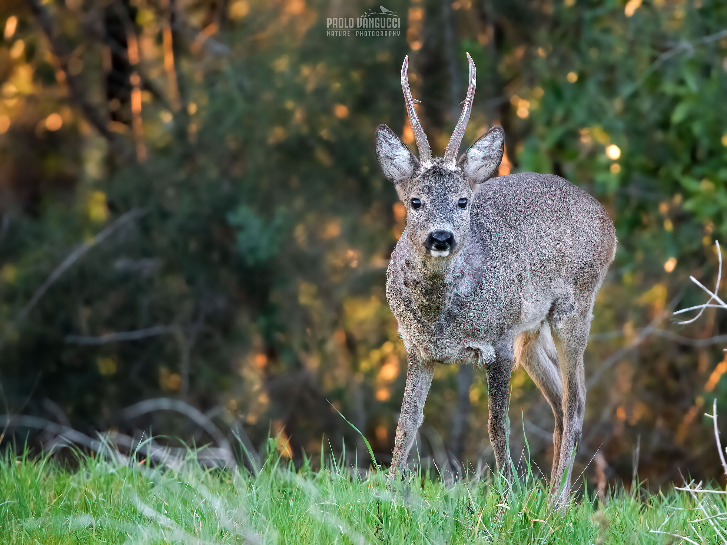 Roe deer m. at the end of March - Start of the molting phase