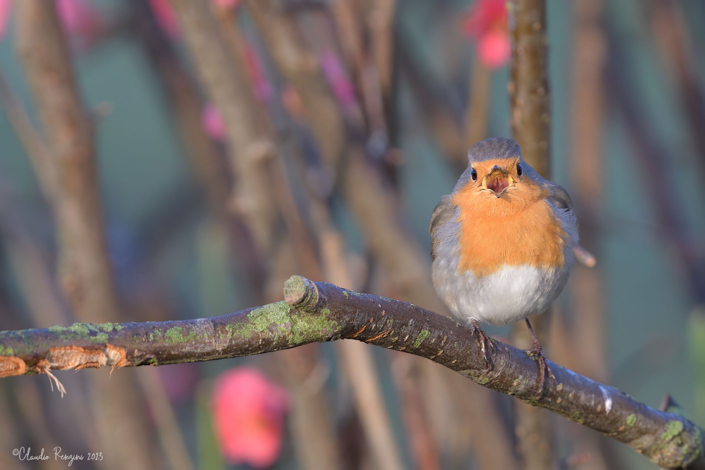 The song of the robin