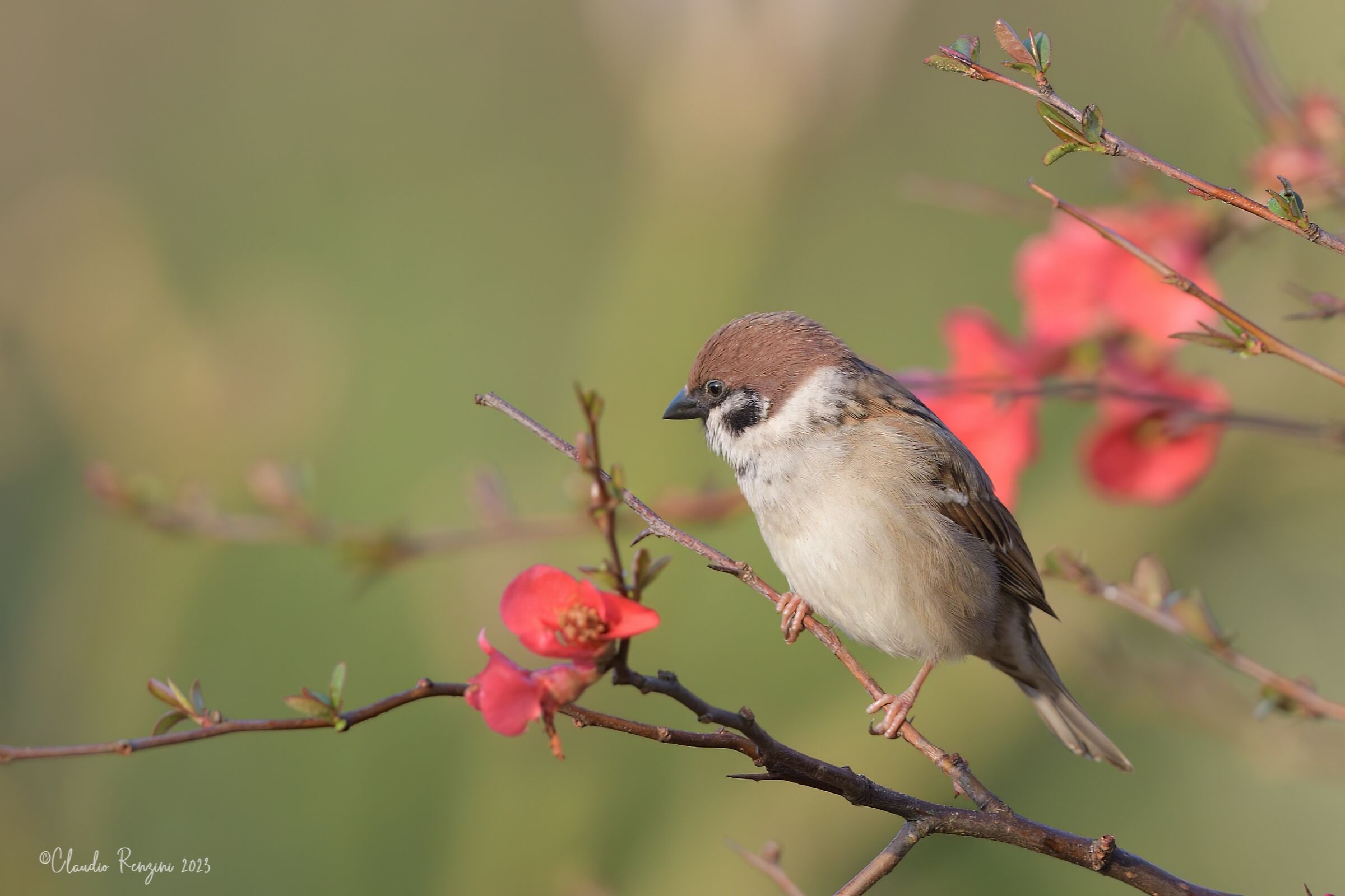 tree sparrow