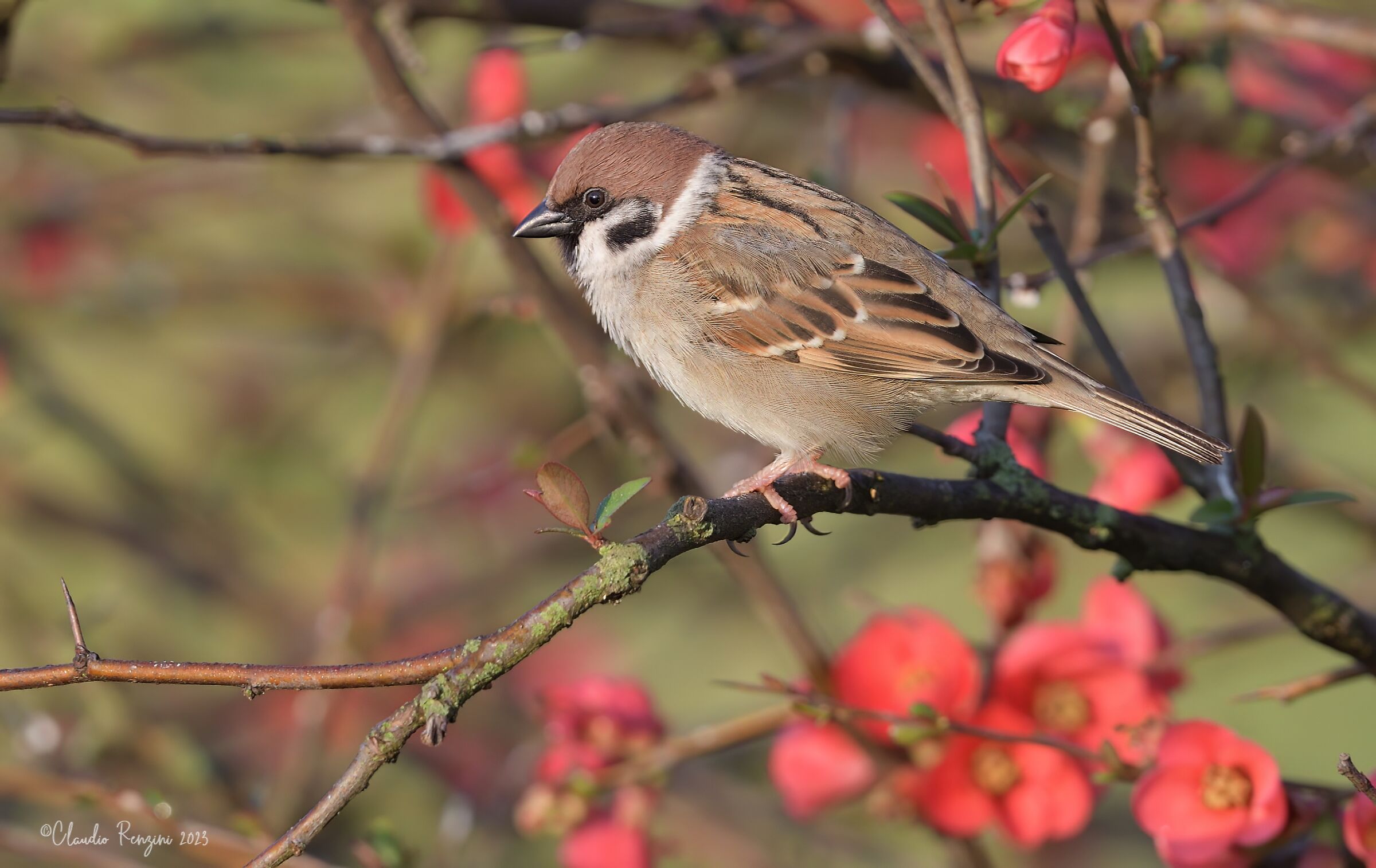 tree sparrow