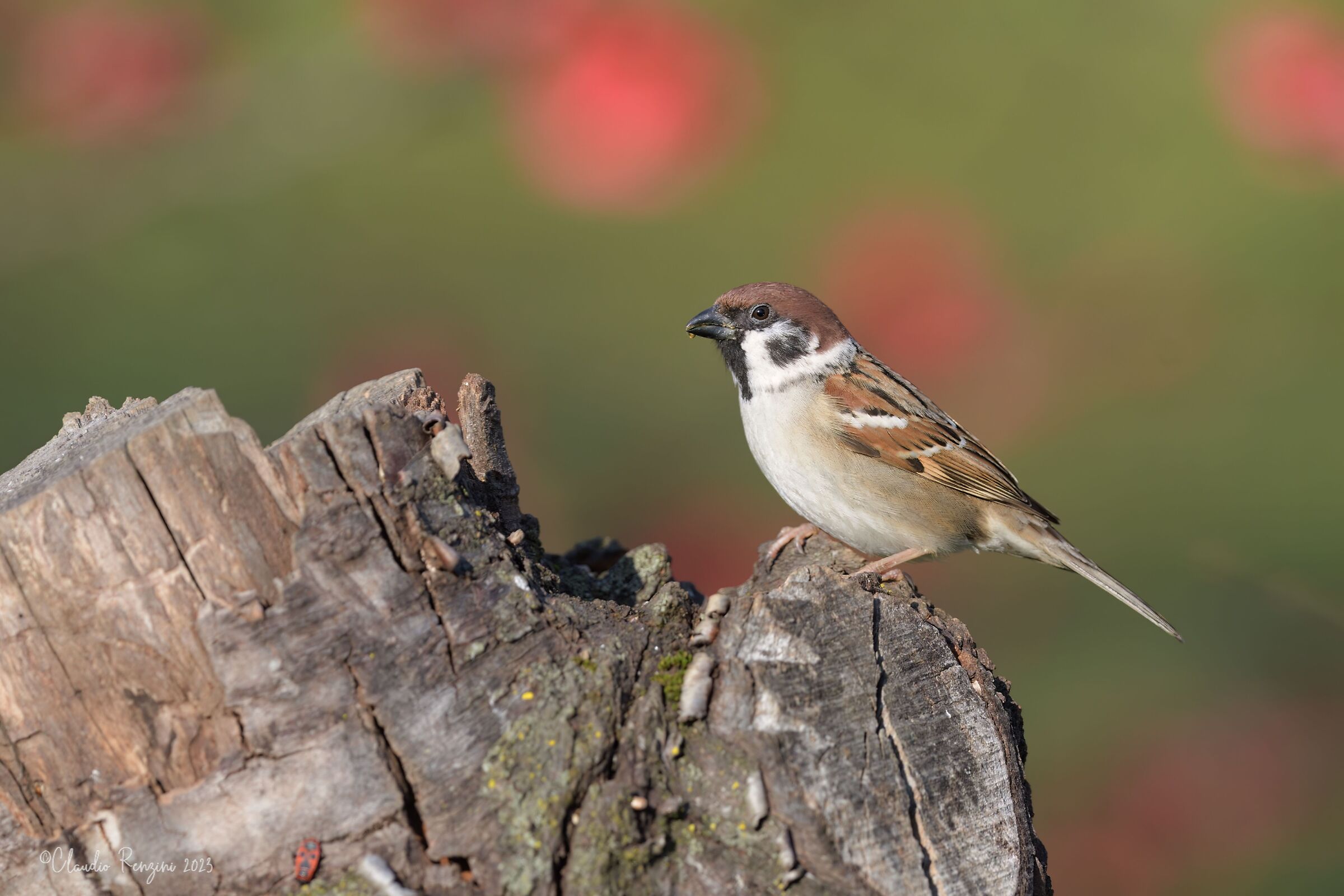 tree sparrow